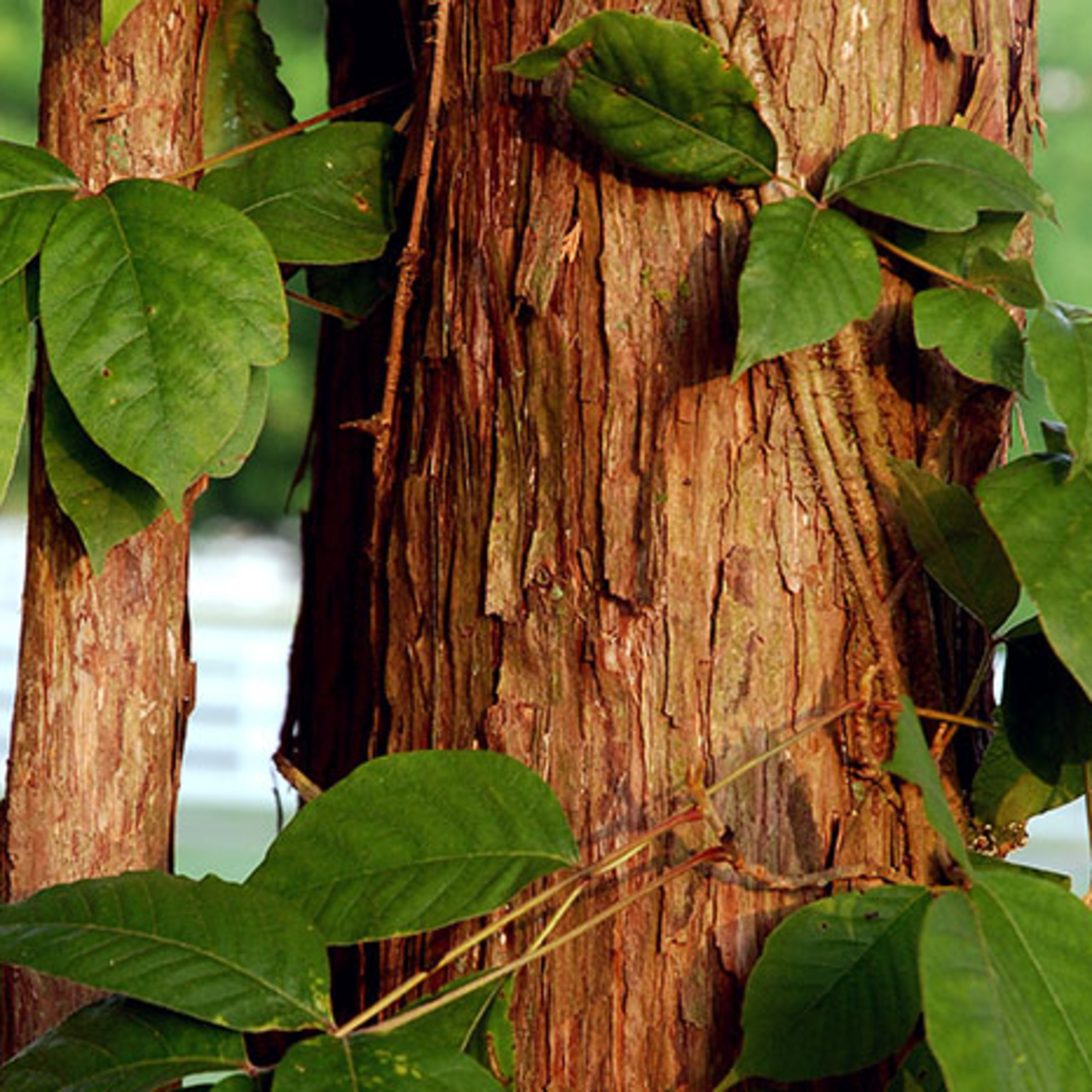 Why\'s That, Dad? | The Science, History & Culture of Everyday Questions for Curious Adults and Kids