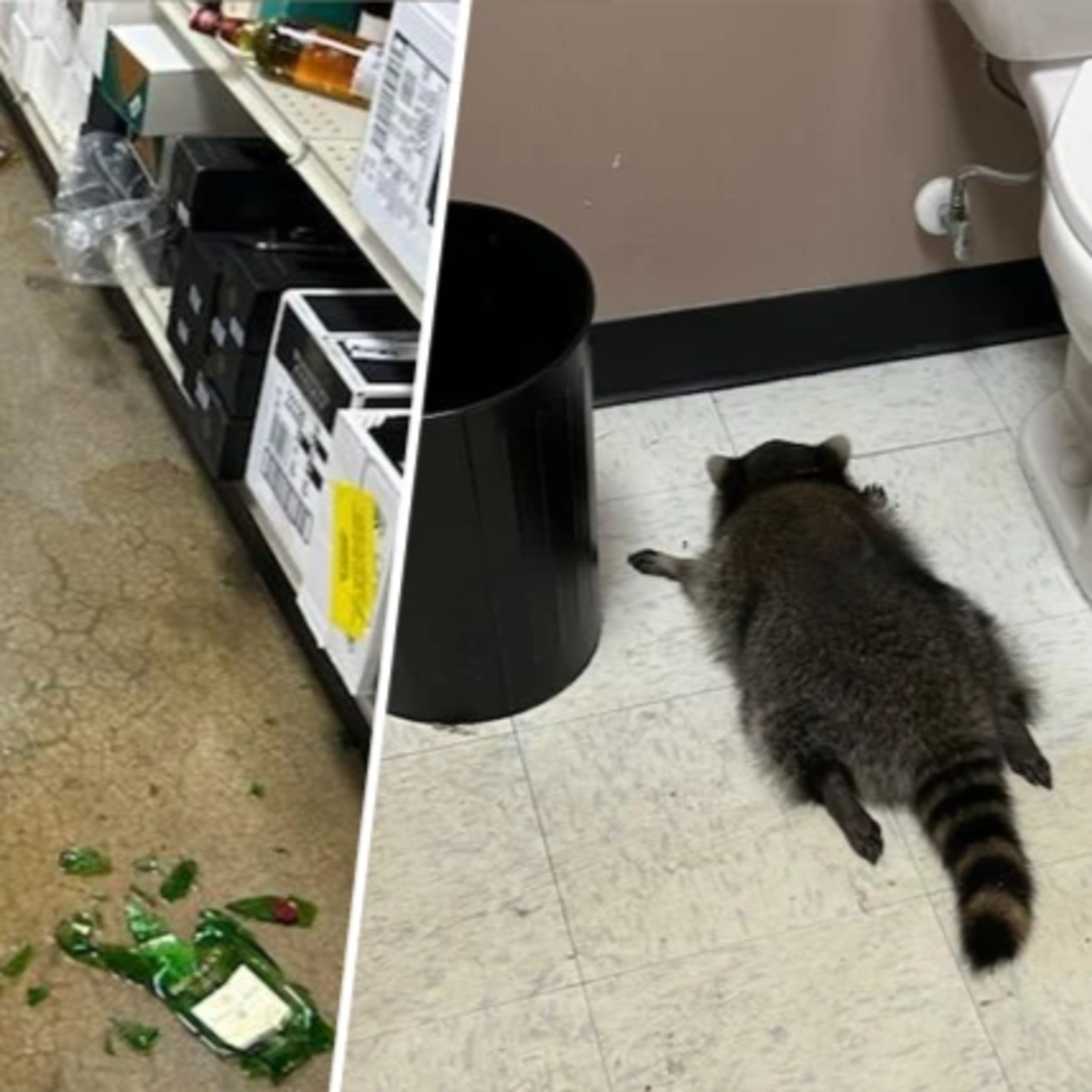 The Drunk Raccoon & The Wild World of Prison Wine episode artwork