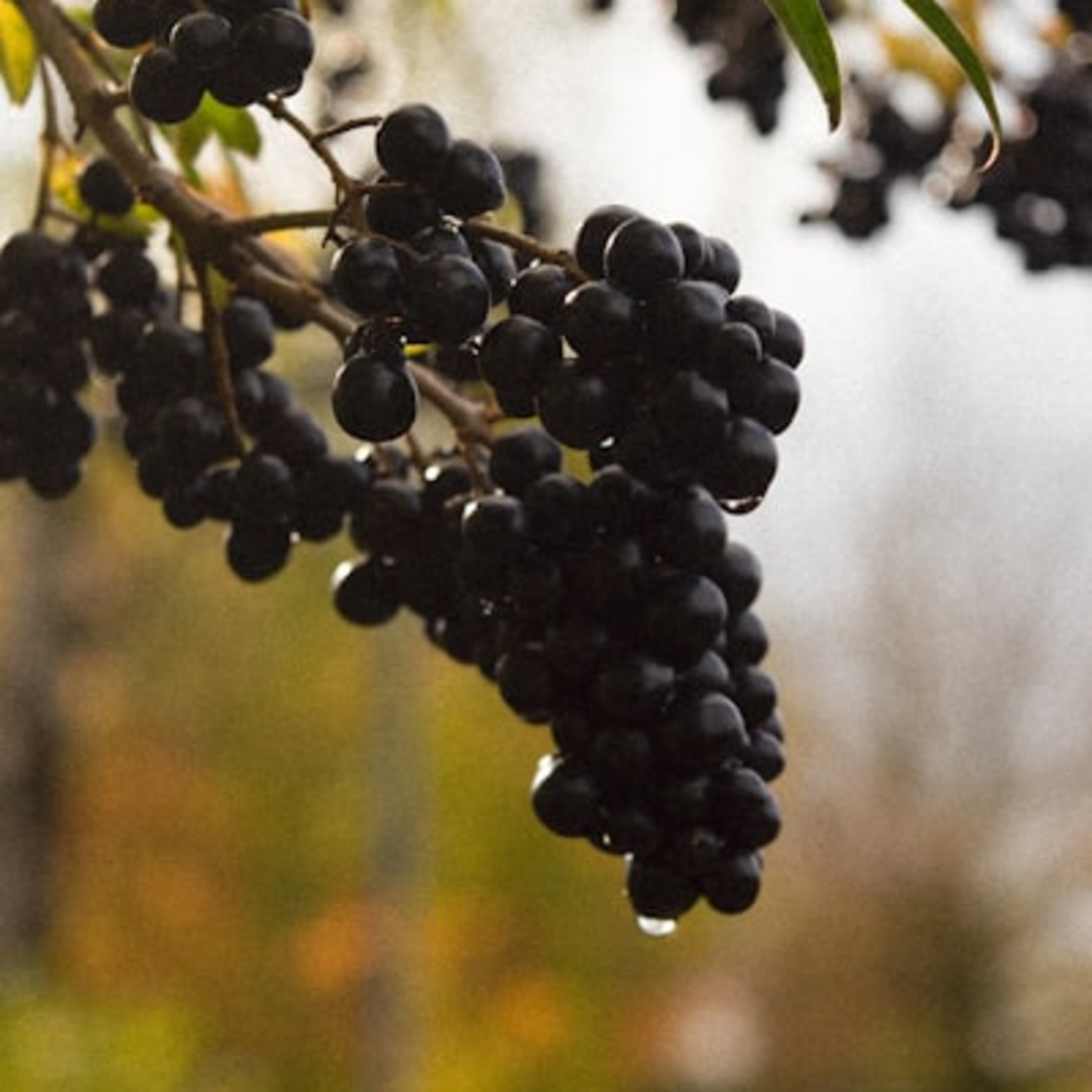 Ingredientsage - Because Ingredients Matter