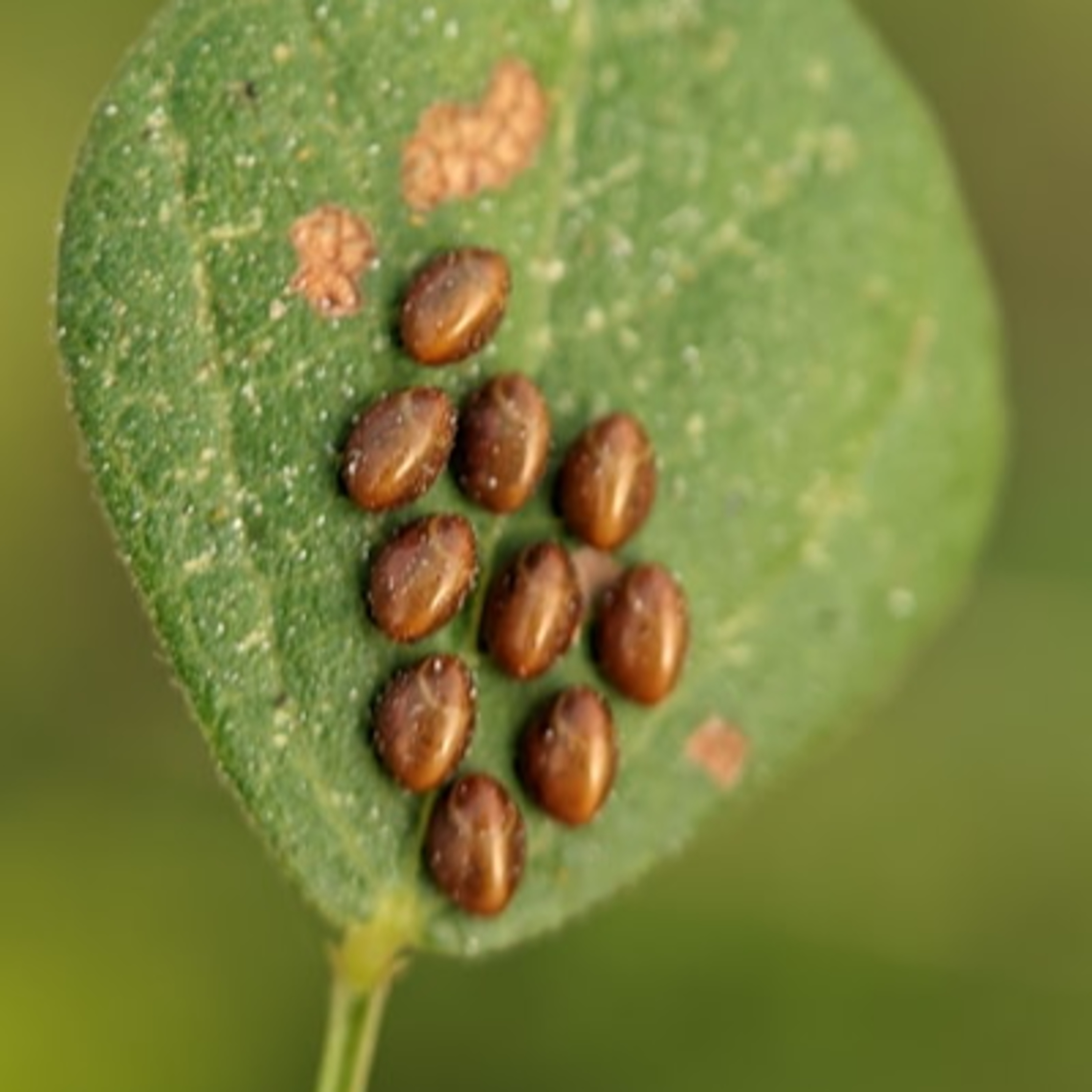 Ingredientsage - Because Ingredients Matter