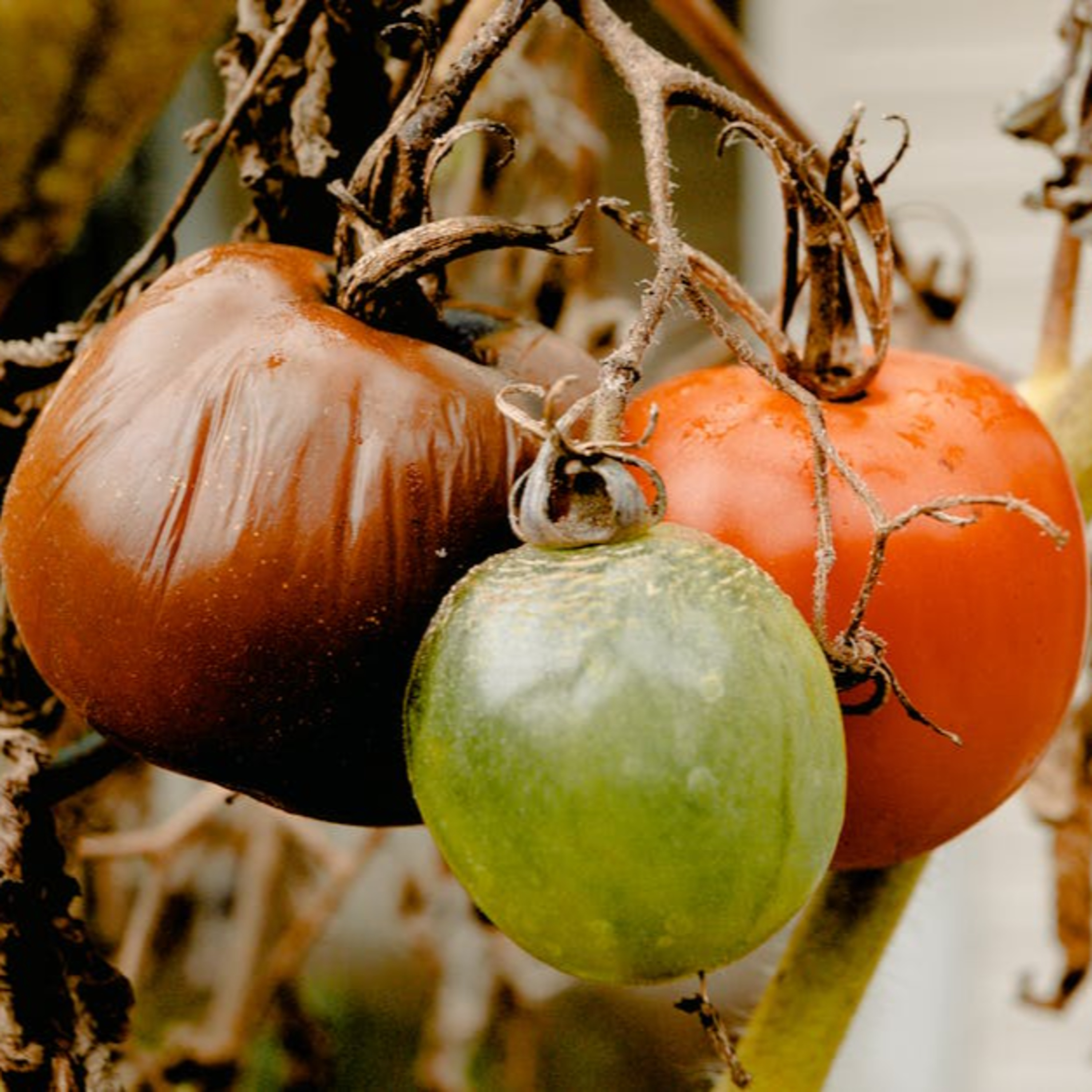 Ingredientsage - Because Ingredients Matter