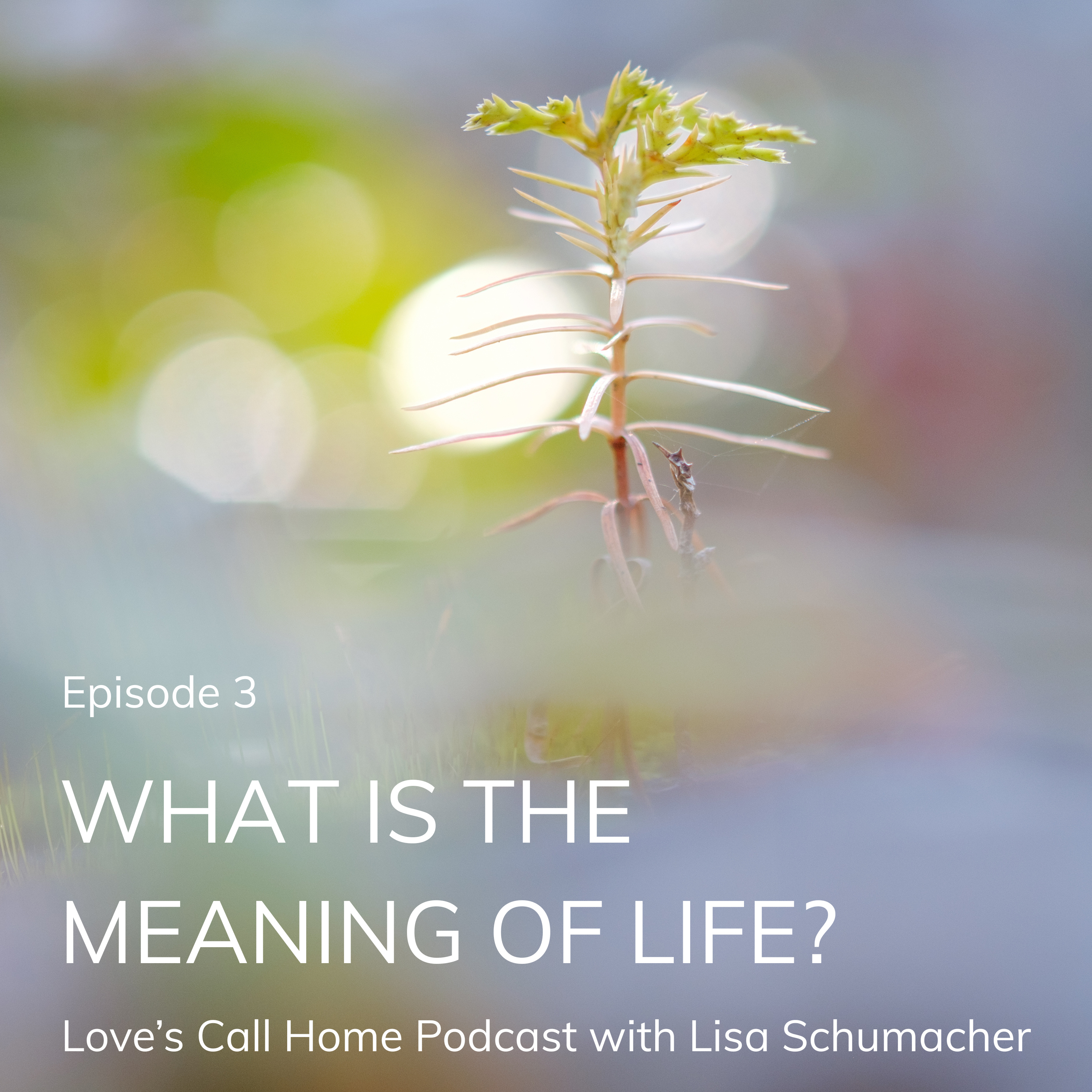 What Is The Meaning Of Life? episode artwork