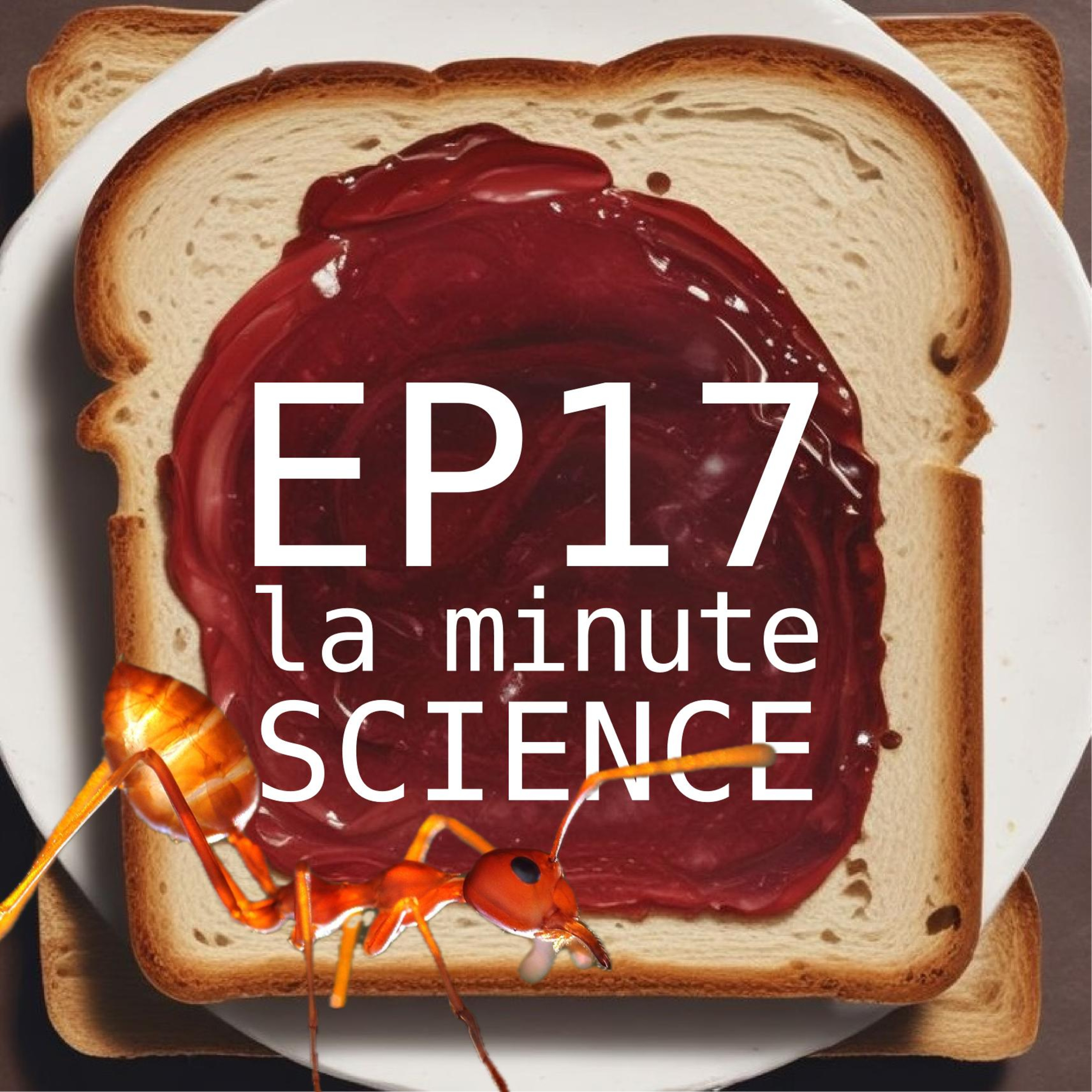 EP17 - La fourmi électrique s'installe en France, que dit la science sur les espèces invasives ? episode artwork