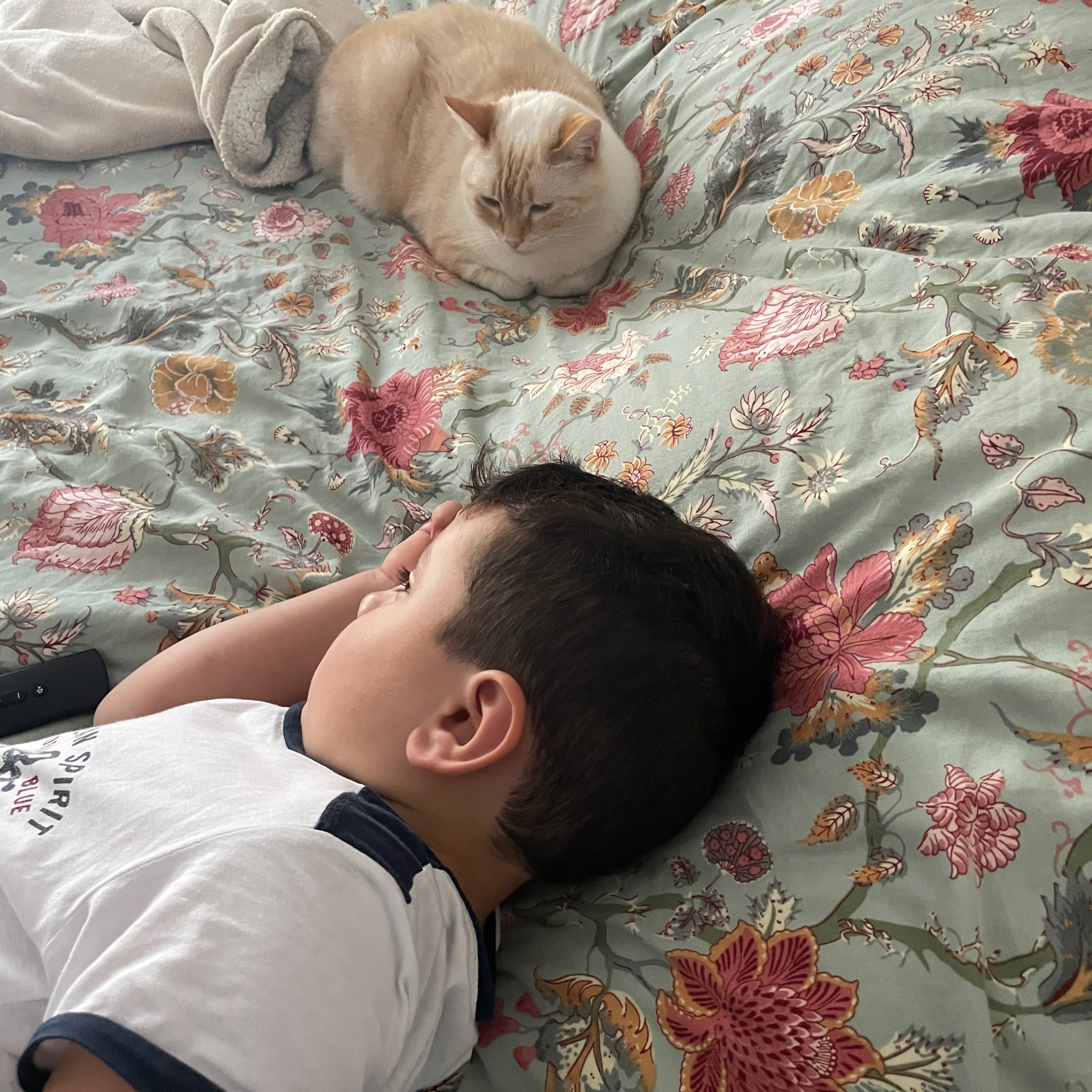 #2 Comment devenir le meilleur copain de son chat craintif selon mon fils de 6 ans episode artwork