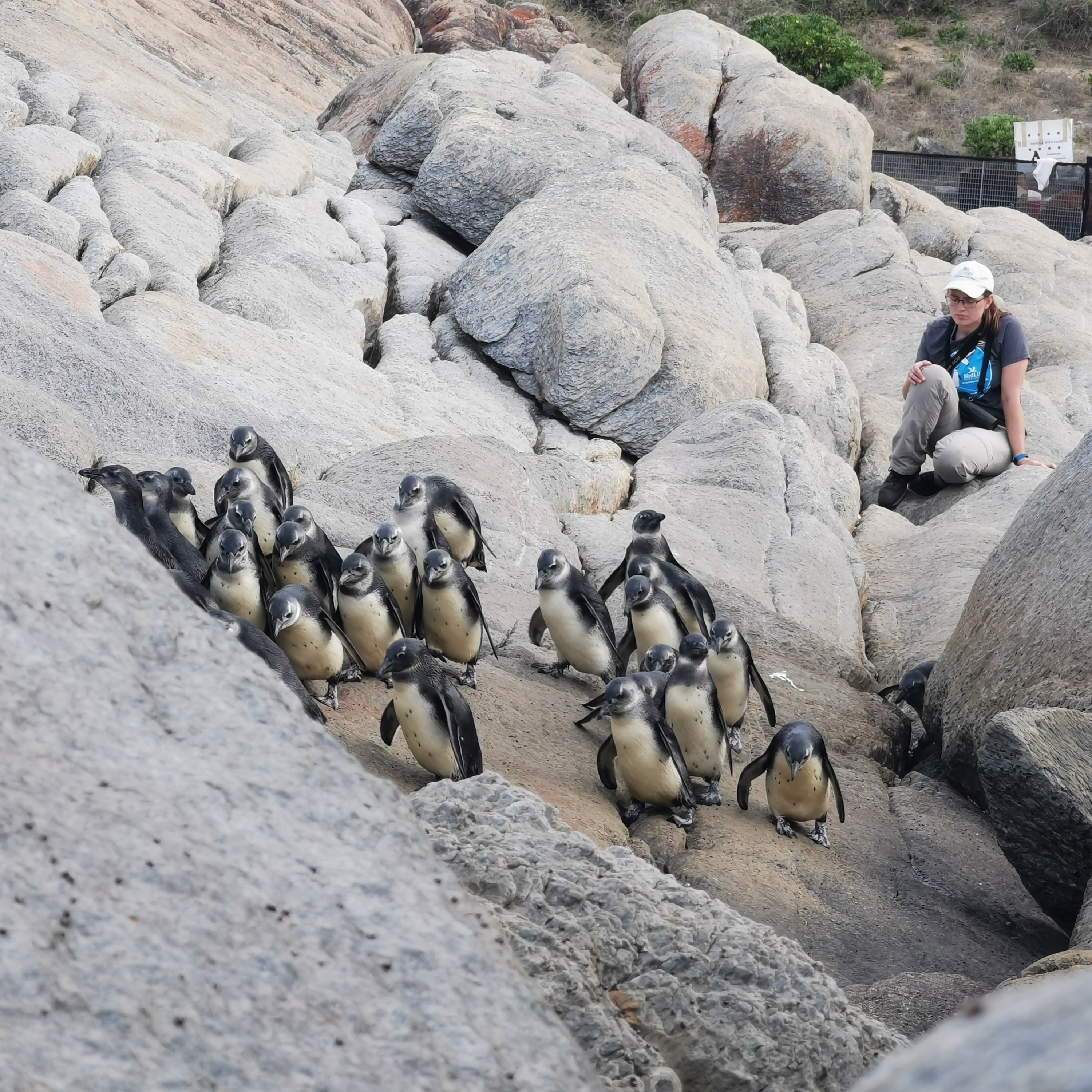 The Future of African Penguins: Insights from Christina Hagen episode artwork