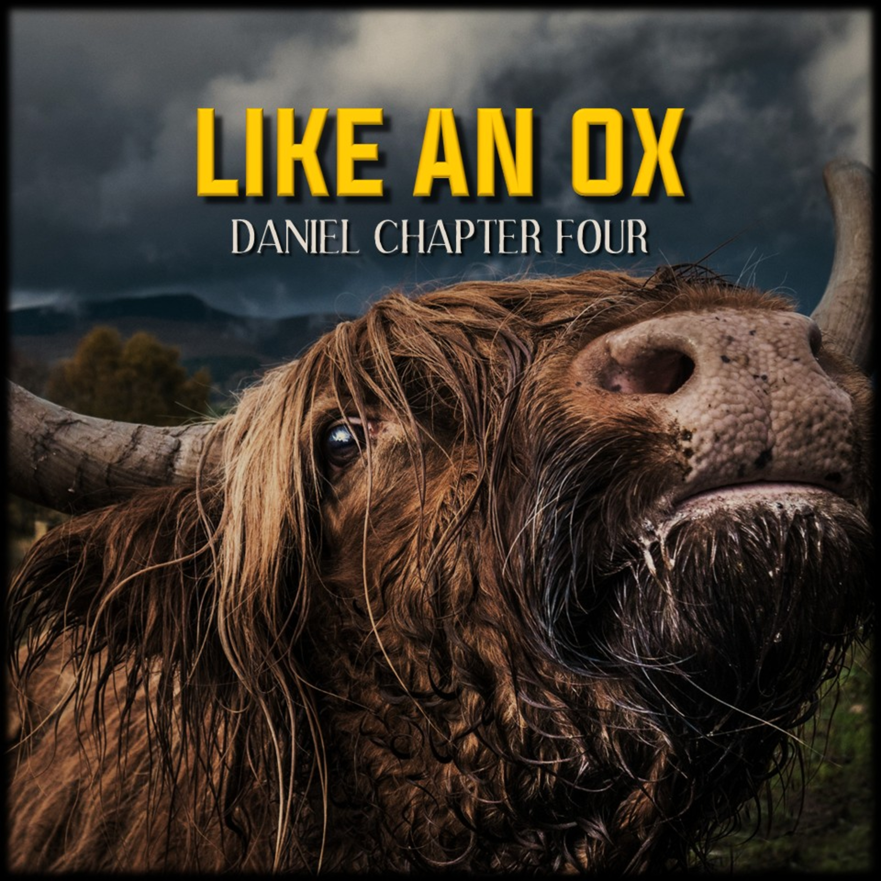 Daniel 4:1-37 | Like an Ox | Believers Church - Duluth Church Sermons - Verse by Verse Bible Studies episode artwork