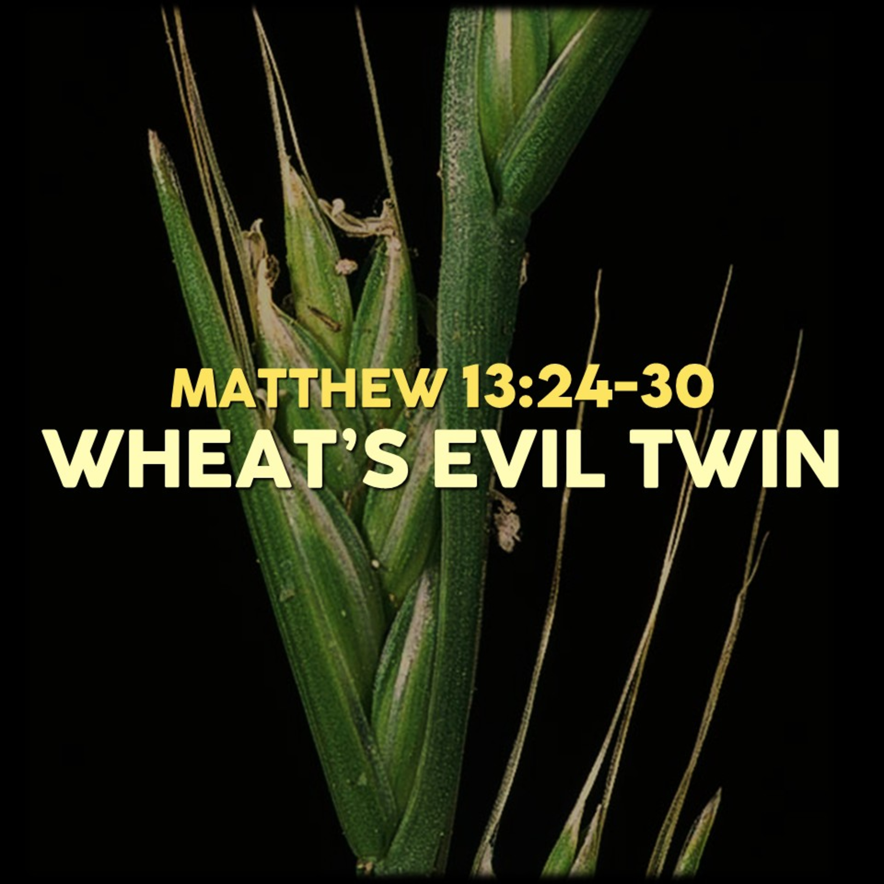 Matthew 13:24-30 | Wheat's Evil Twin | Believers Church - Duluth Church Sermons - Verse by Verse Bible Studies episode artwork