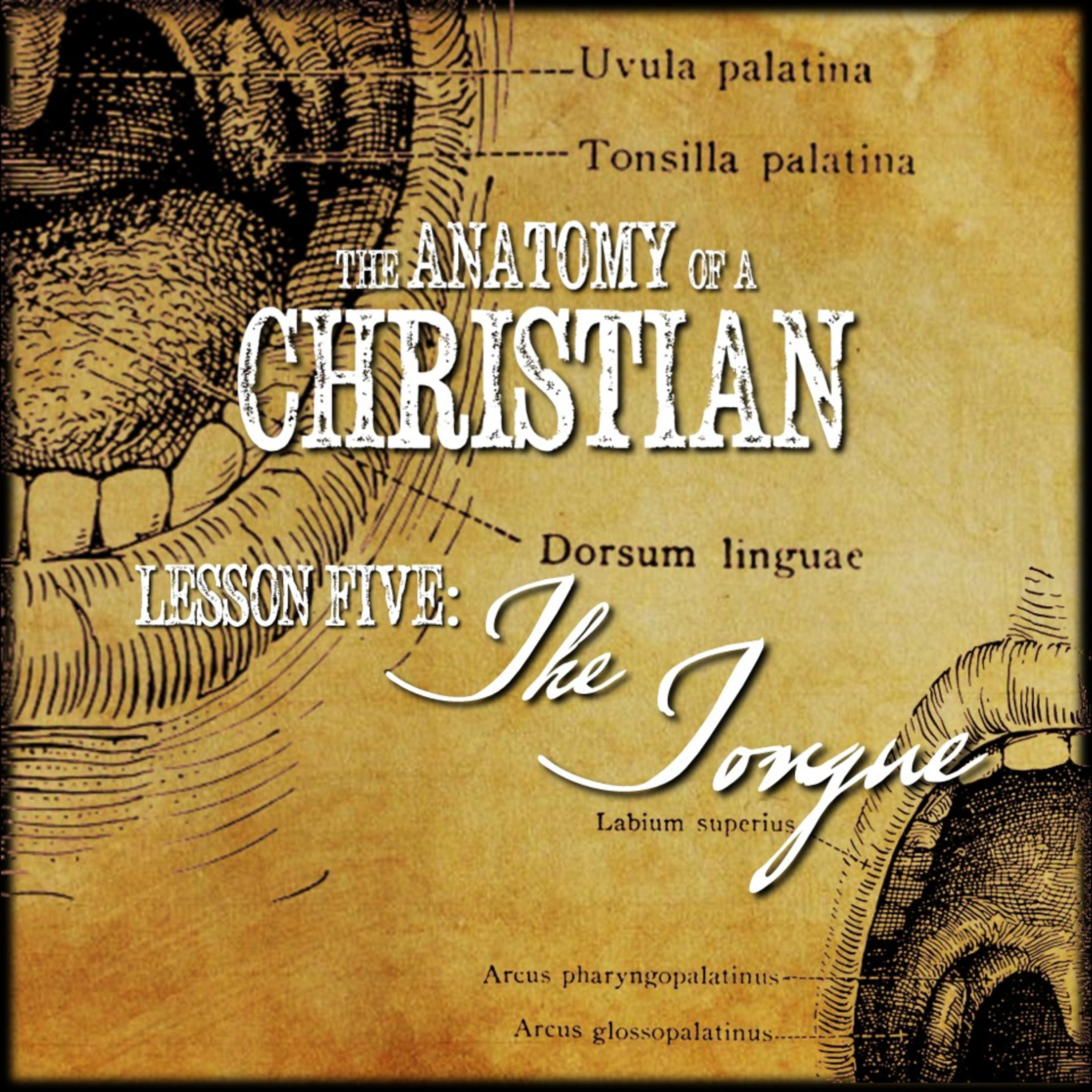 Anatomy Lesson #5: THE TONGUE | Believers Church - Duluth Church Sermons - Verse by Verse Bible Studies episode artwork