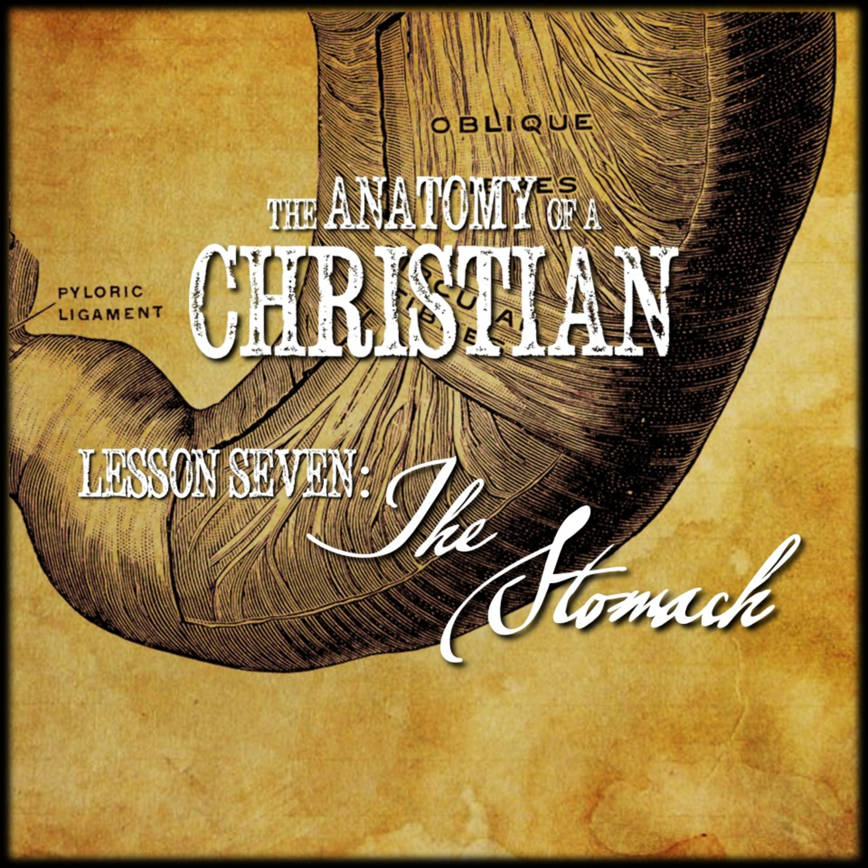 Anatomy Lesson #7: THE STOMACH | Believers Church - Duluth Church Sermons - Verse by Verse Bible Studies episode artwork