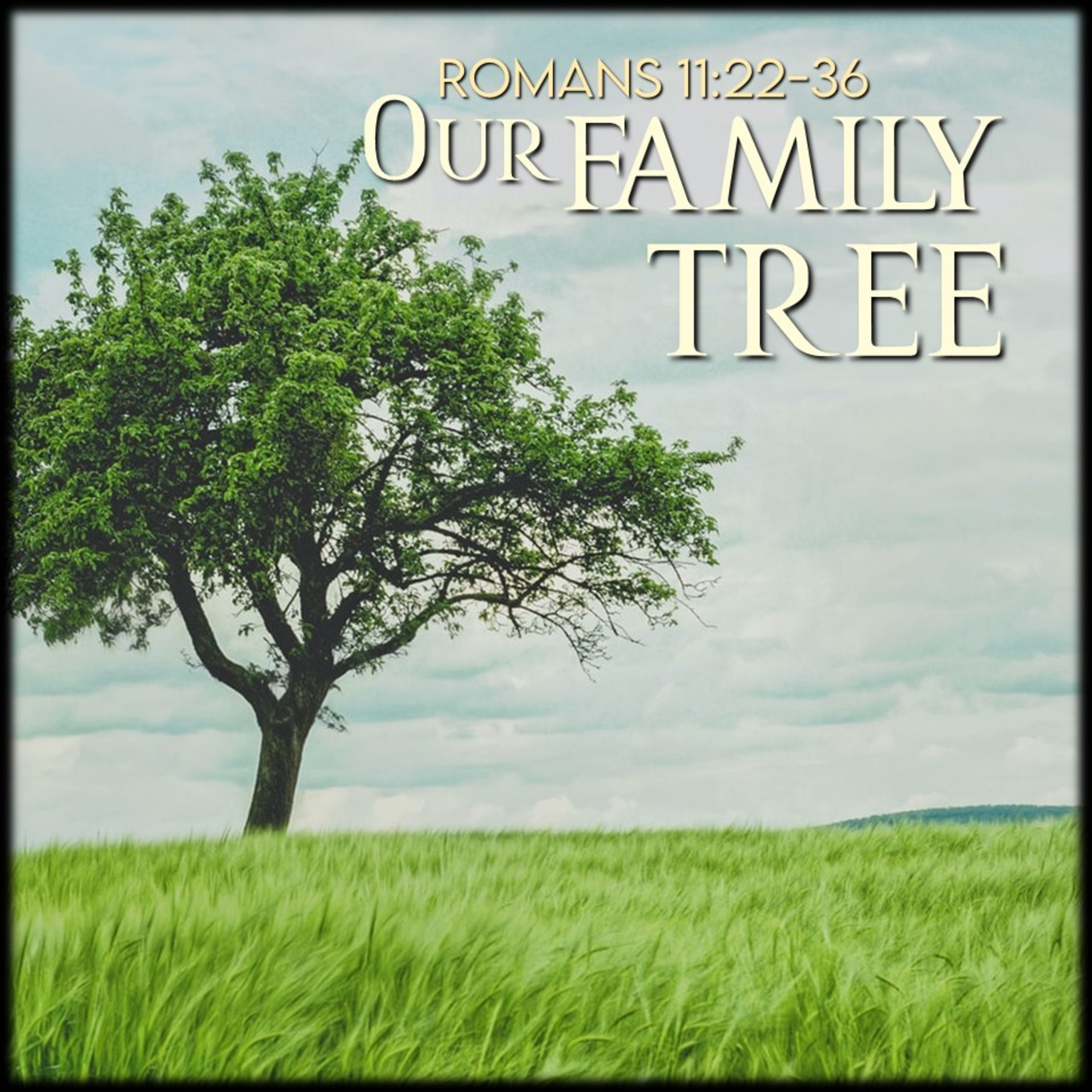 Romans 11:22-36 | Our Family Tree | Believers Church - Duluth Church Sermons - Verse by Verse Bible Studies episode artwork