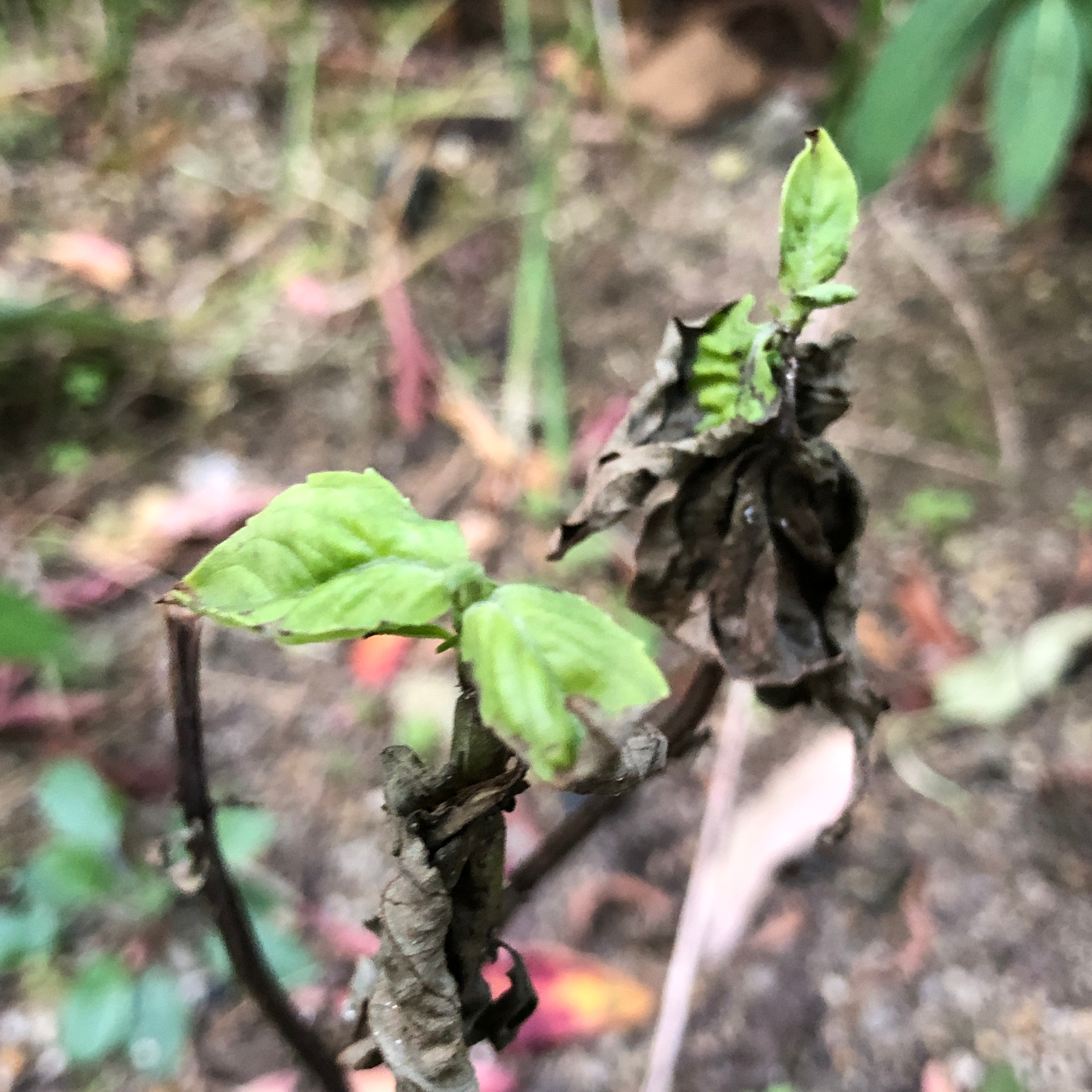 珈琲 , Jazz & 巡礼と…