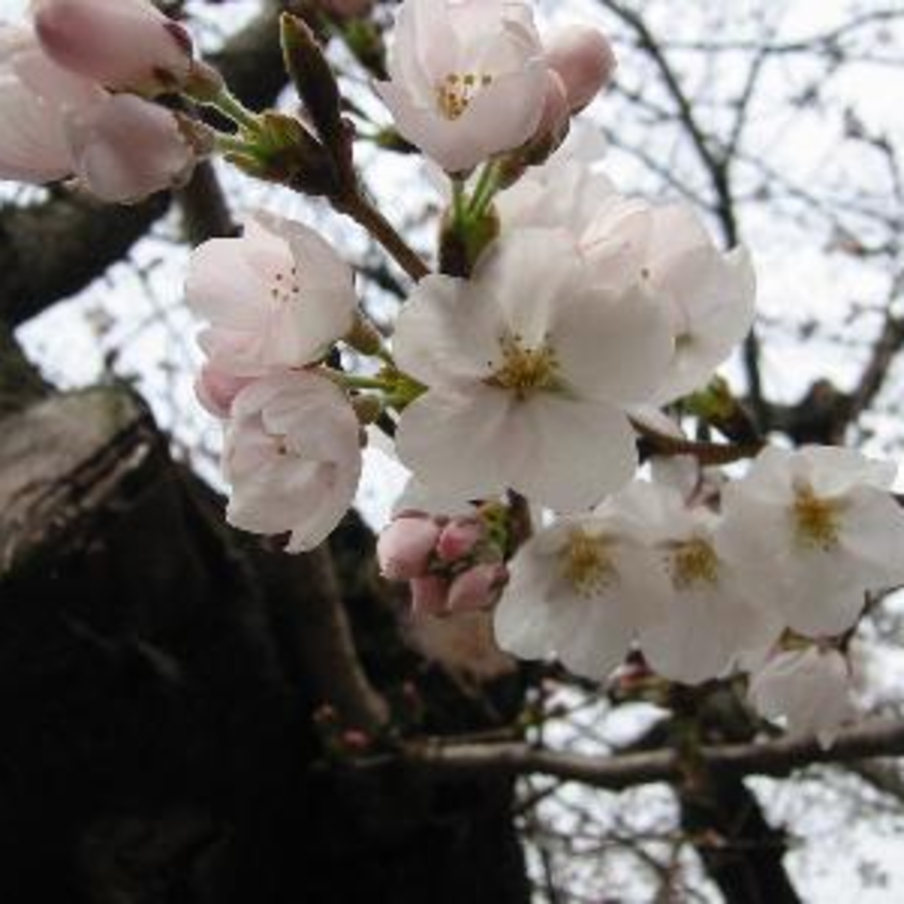 #91 「花は桜木」