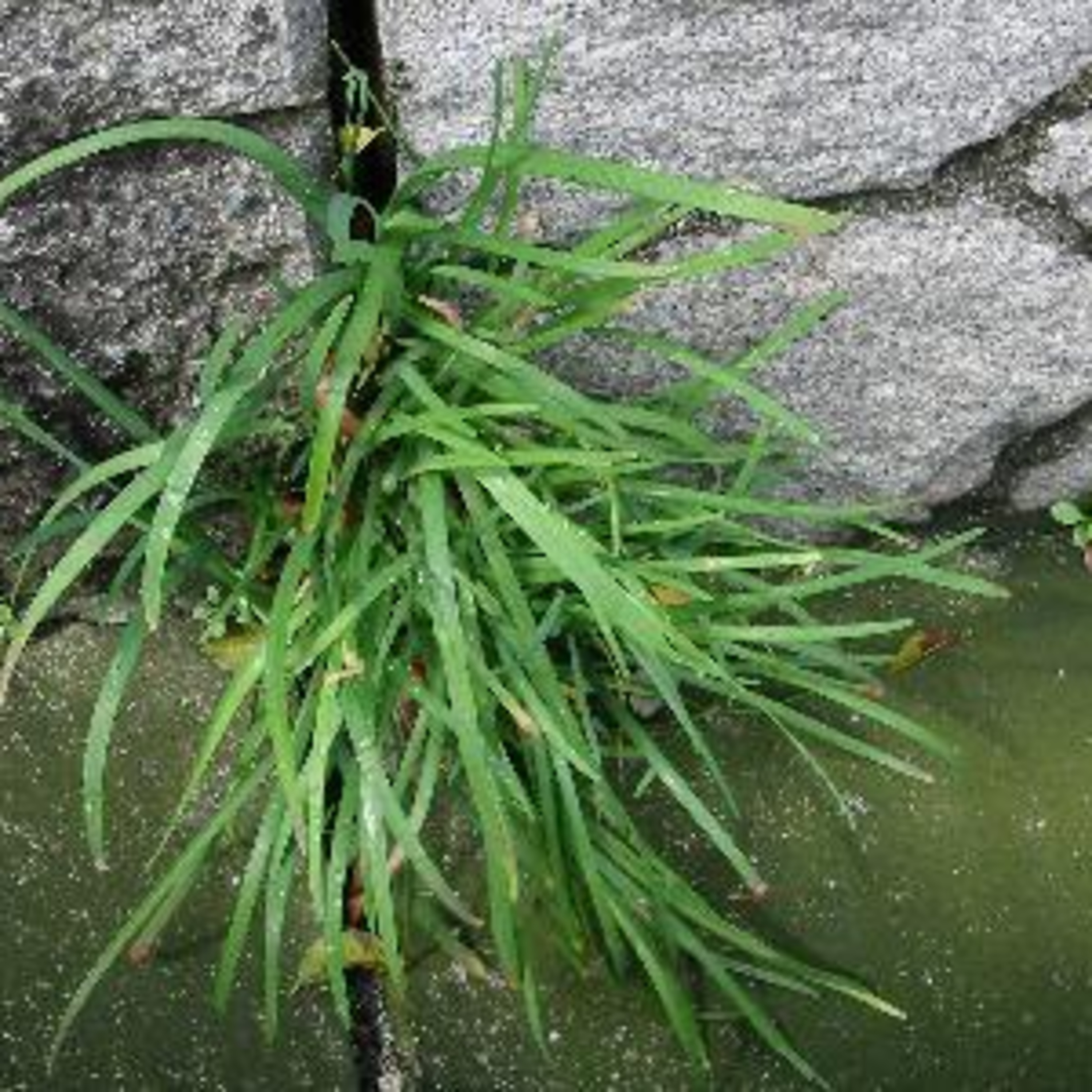 珈琲 , Jazz & 巡礼と…