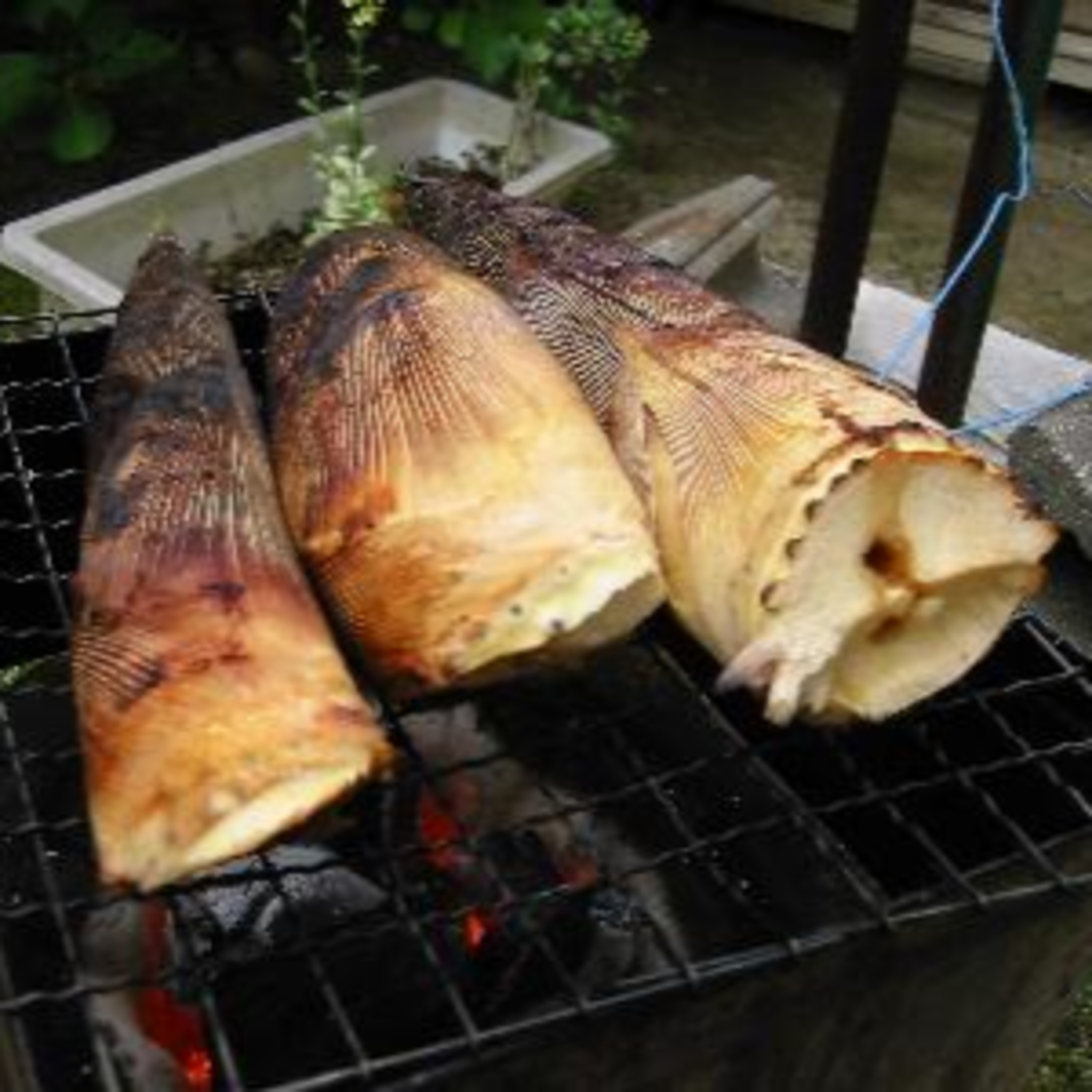 #43 「筍（タケノコ）を焼く」