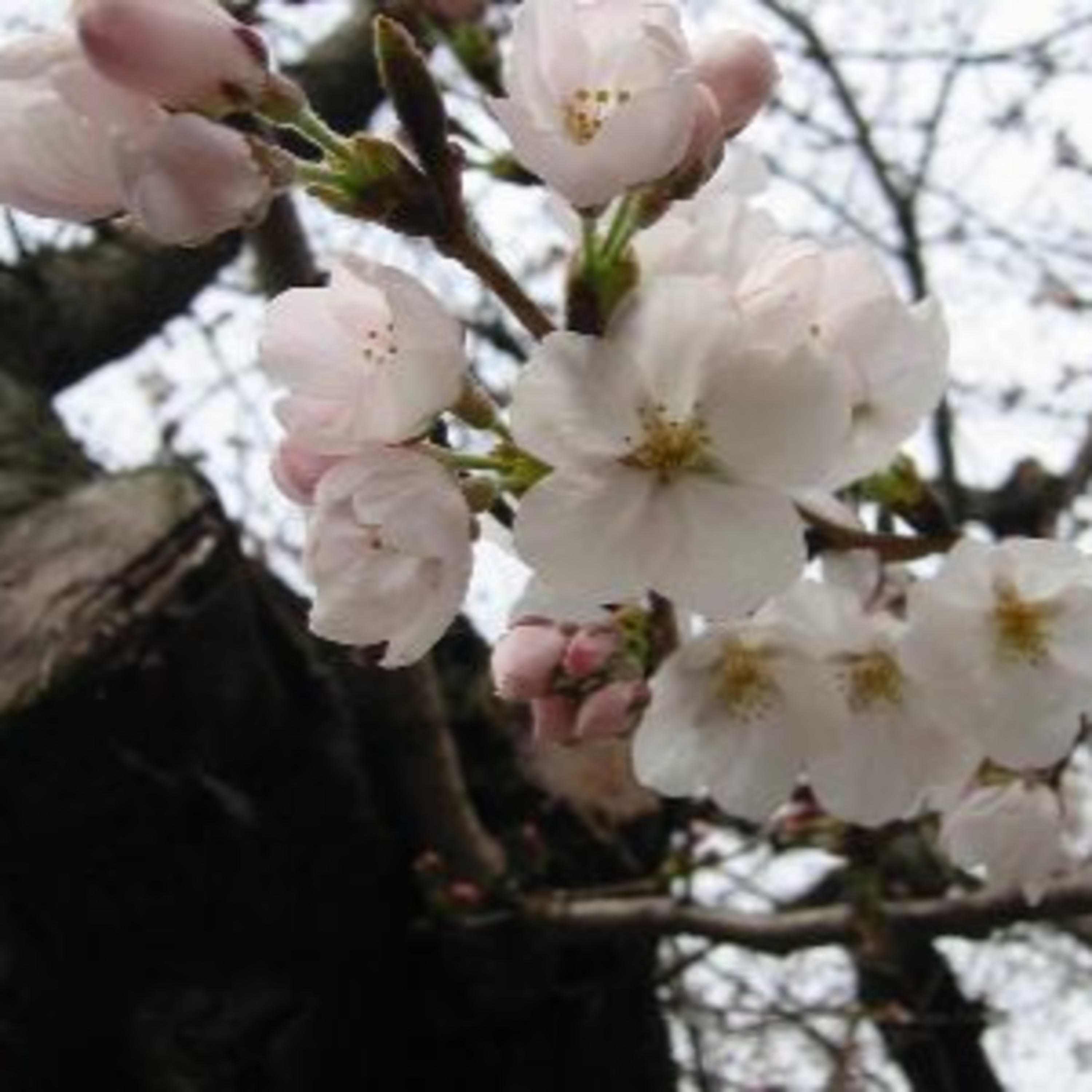 #91 花は桜木