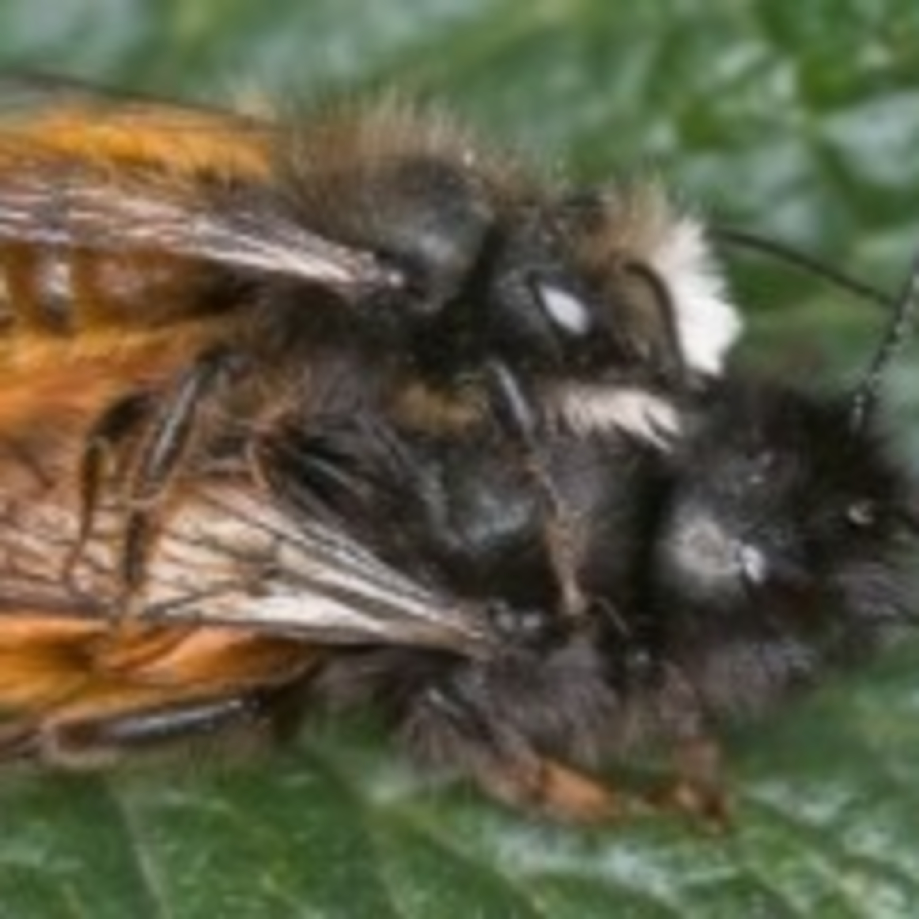 The FiremanRich Audio/Podcast: Morning Coffee 🌄☕ 05.15.2025🎙️🔊