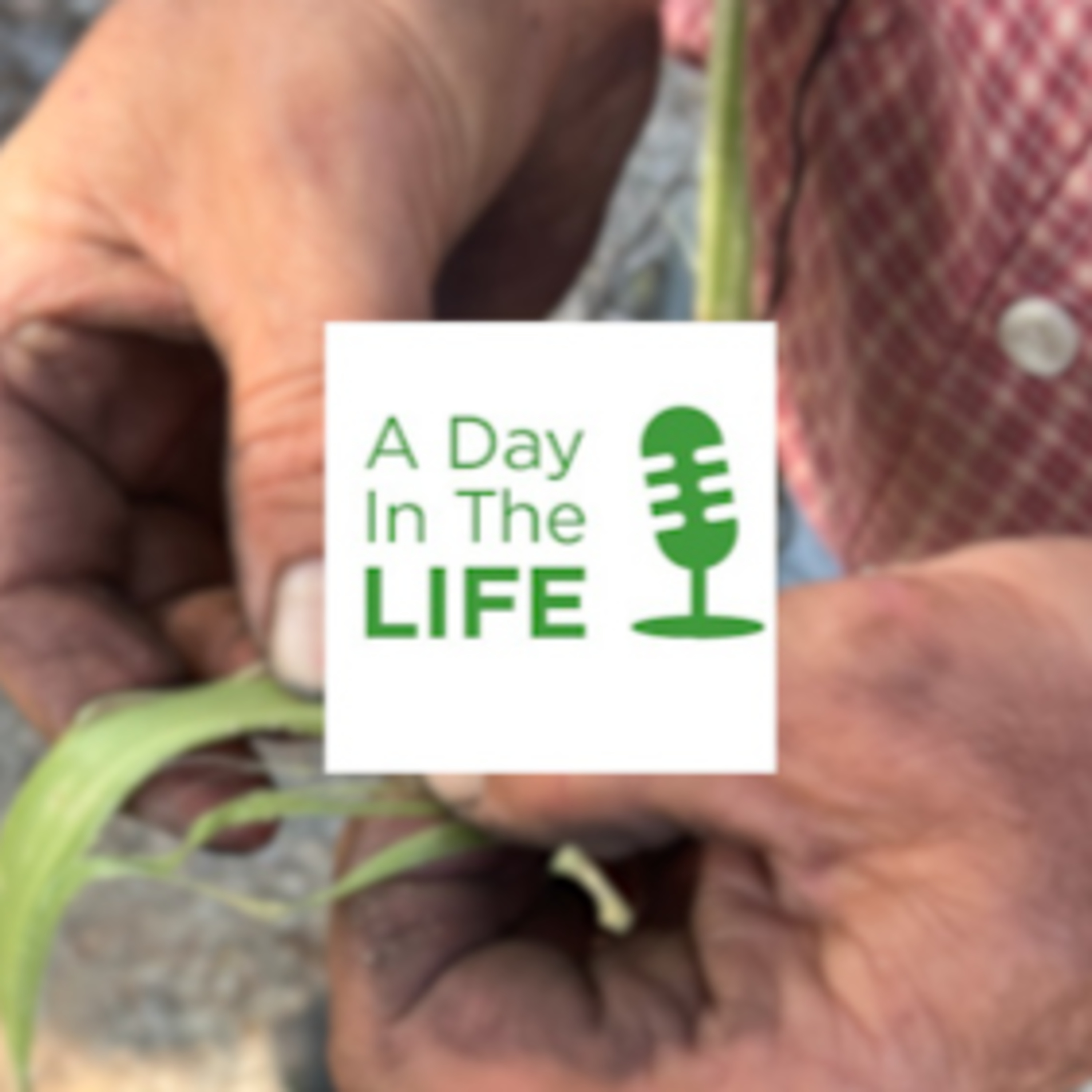 Where does hemp stand? A Day in the Life of a Lancaster County Hemp Farmer episode artwork