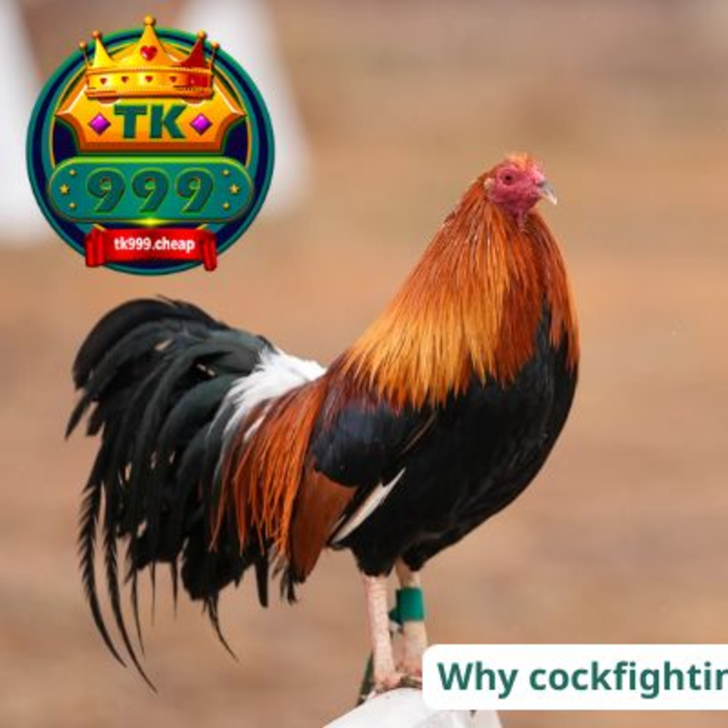 TK999 Cockfighting episode artwork