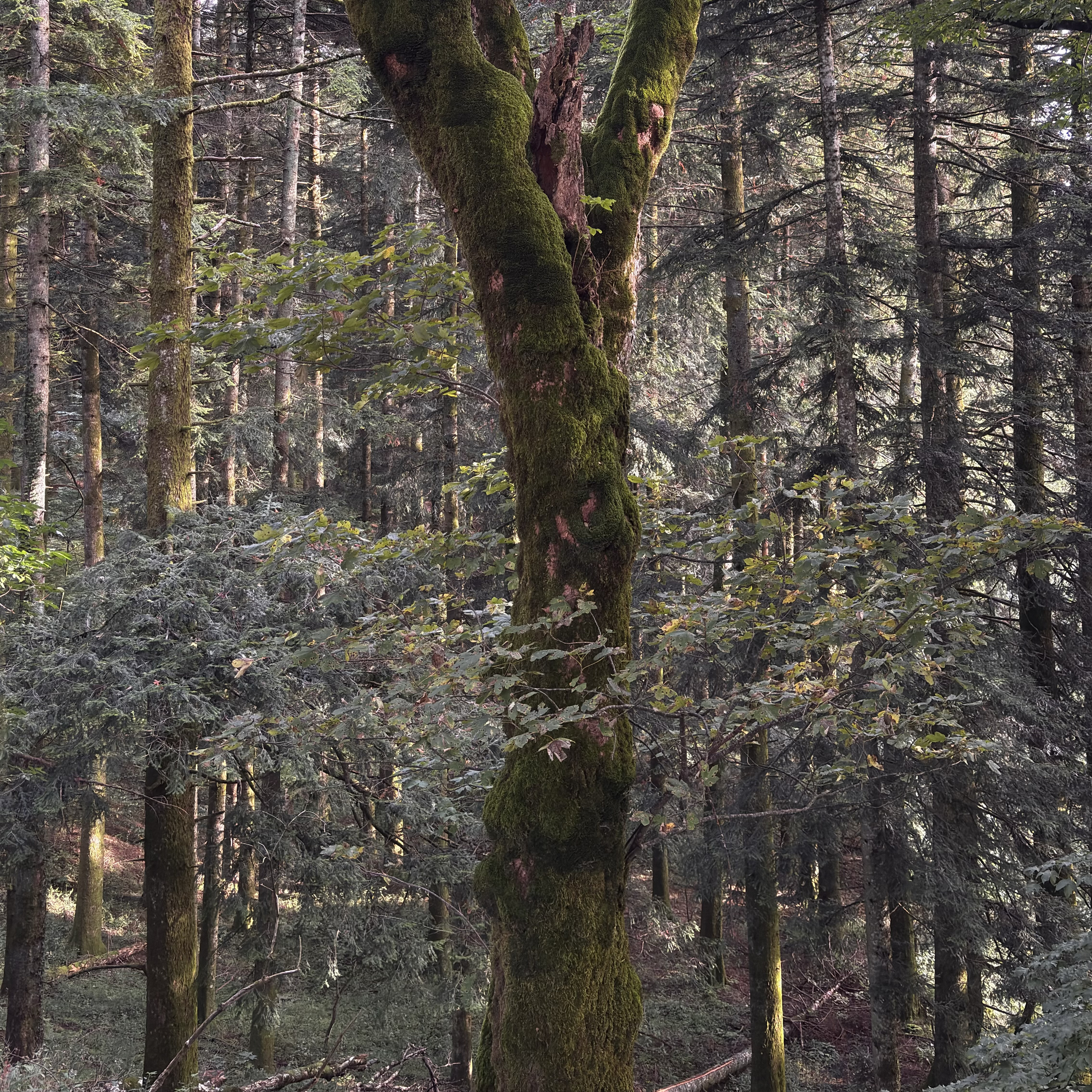 Suy Niệm Kinh Mân Côi mỗi ngày