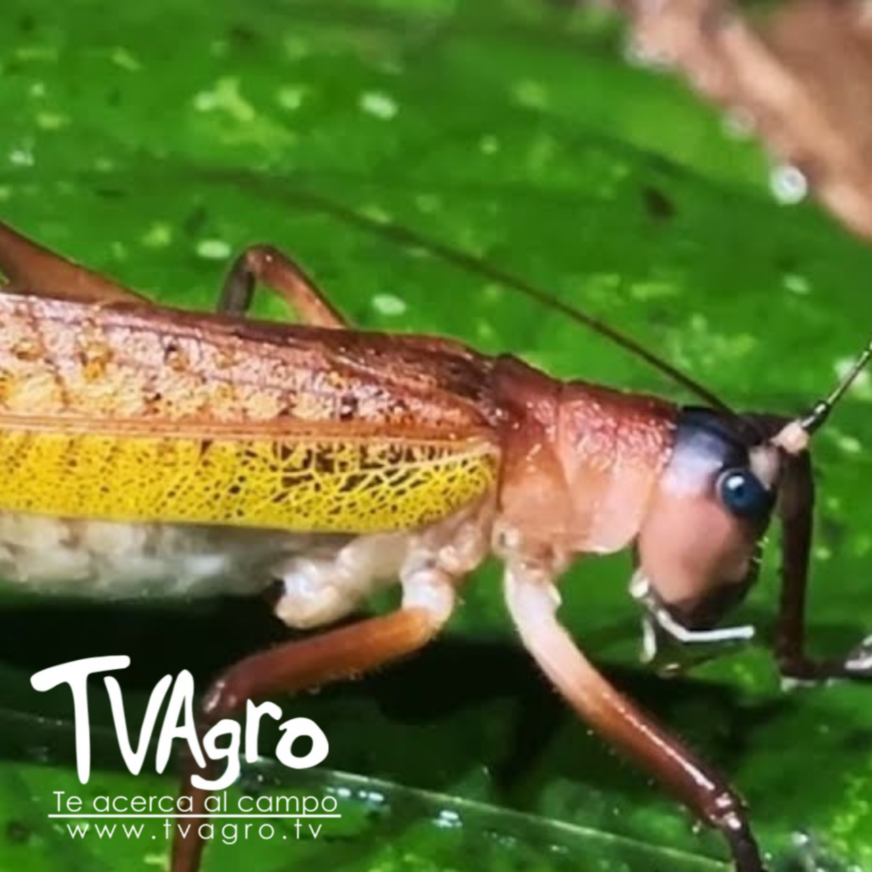 Bioma Buscando fauna nocturna en la ensenada de Utría- TvAgro por Juan Gonzalo Angel Restrepo - TvAgro episode artwork