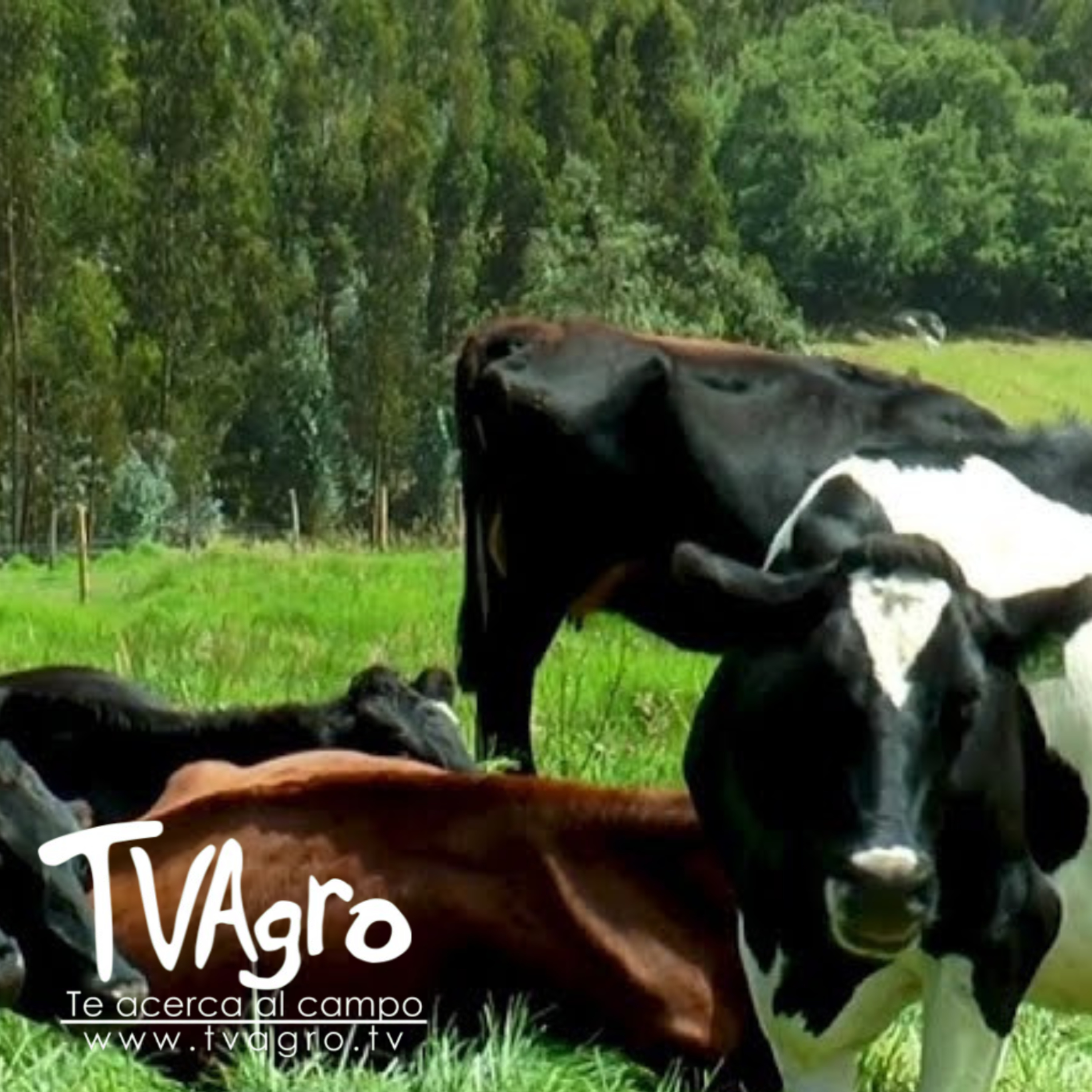 Portada de TV AGRO