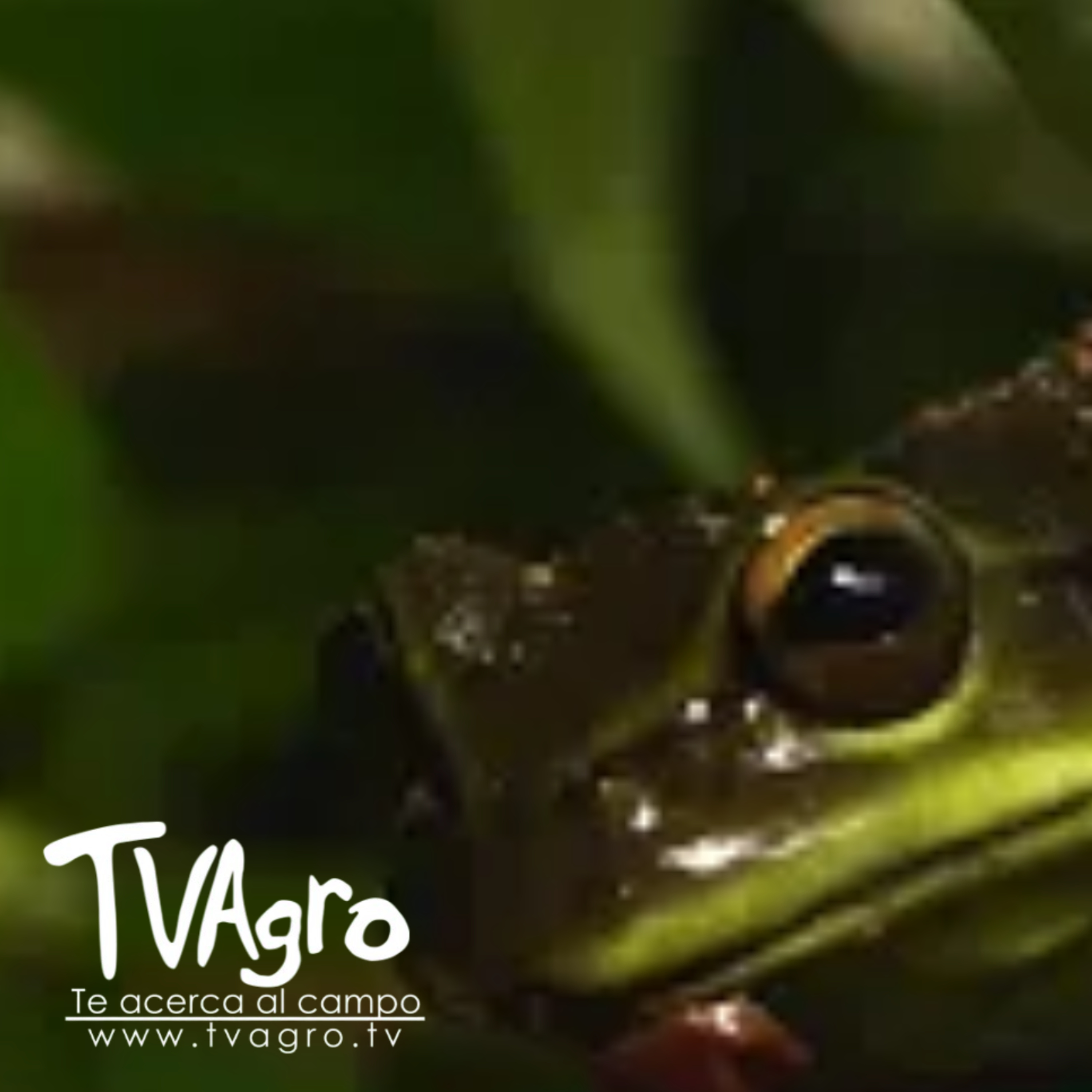 Portada de TV AGRO