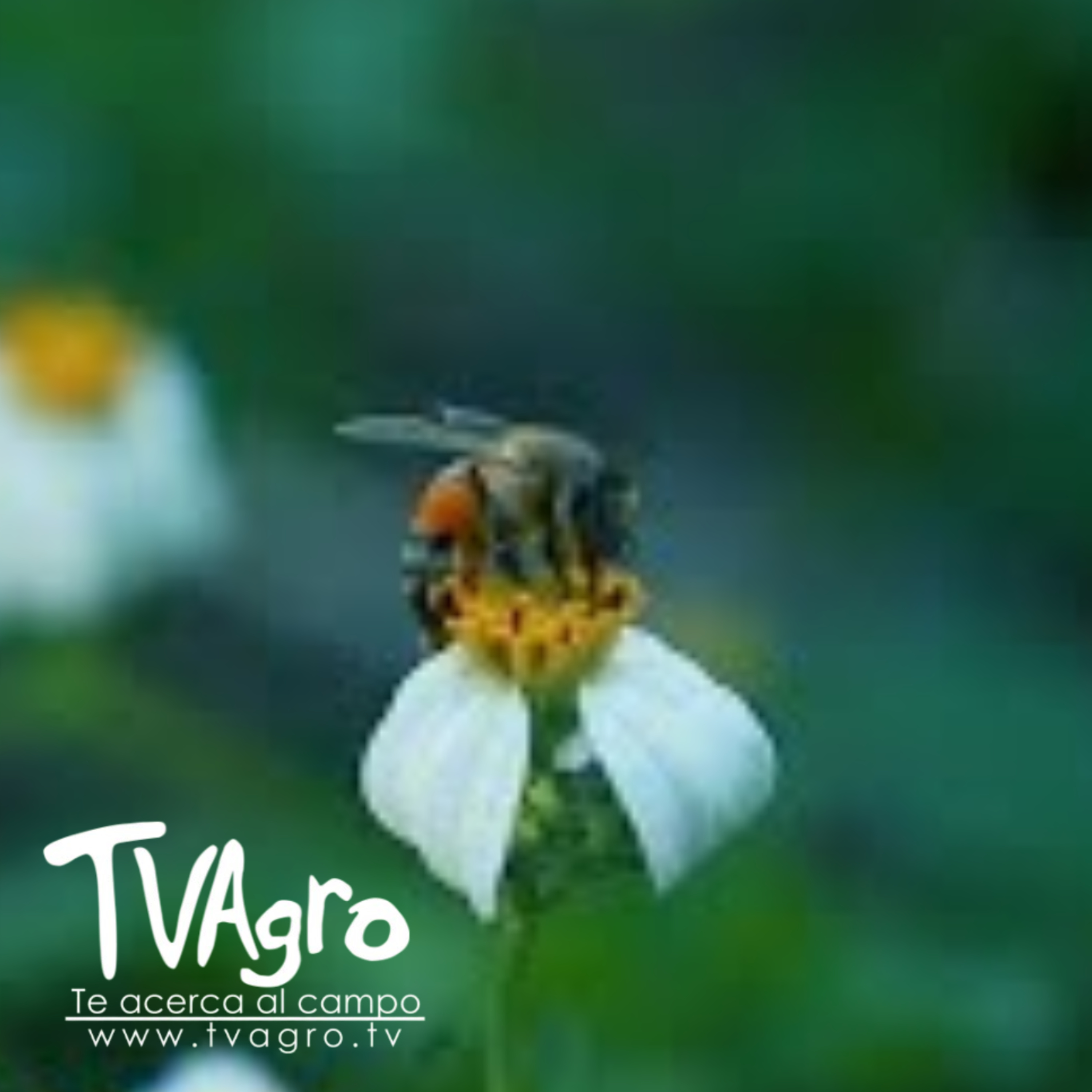 Portada de TV AGRO