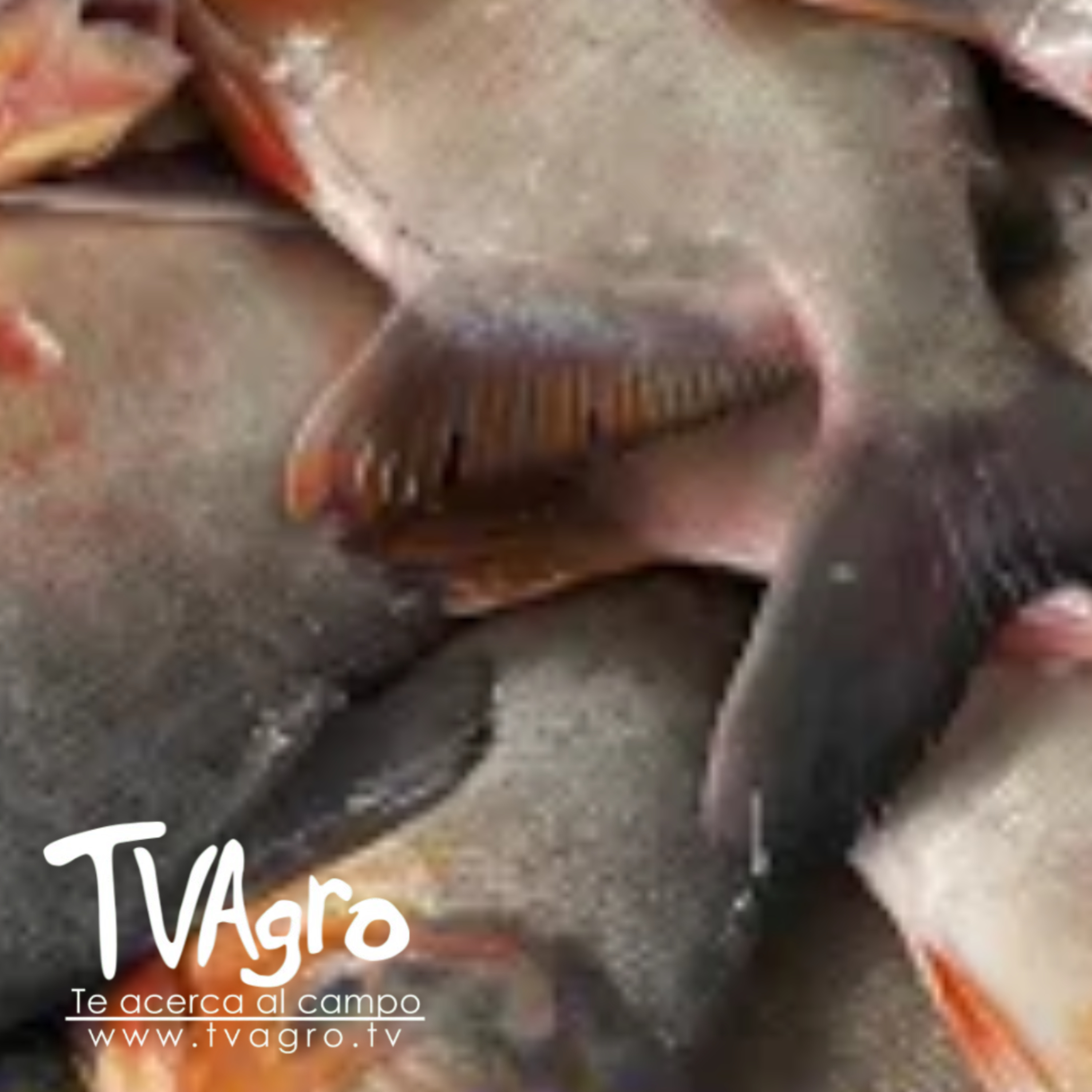 TV AGRO