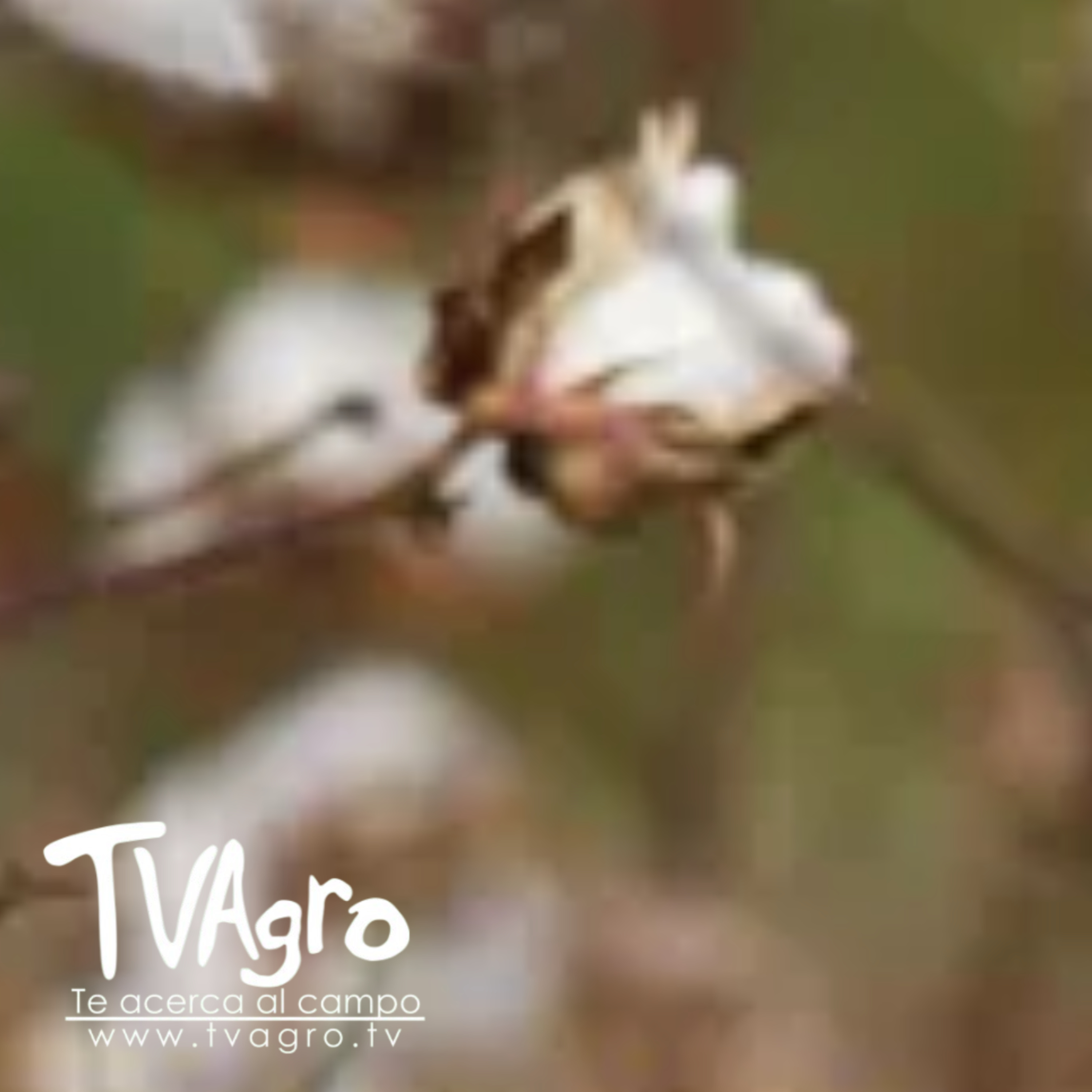 Portada de TV AGRO