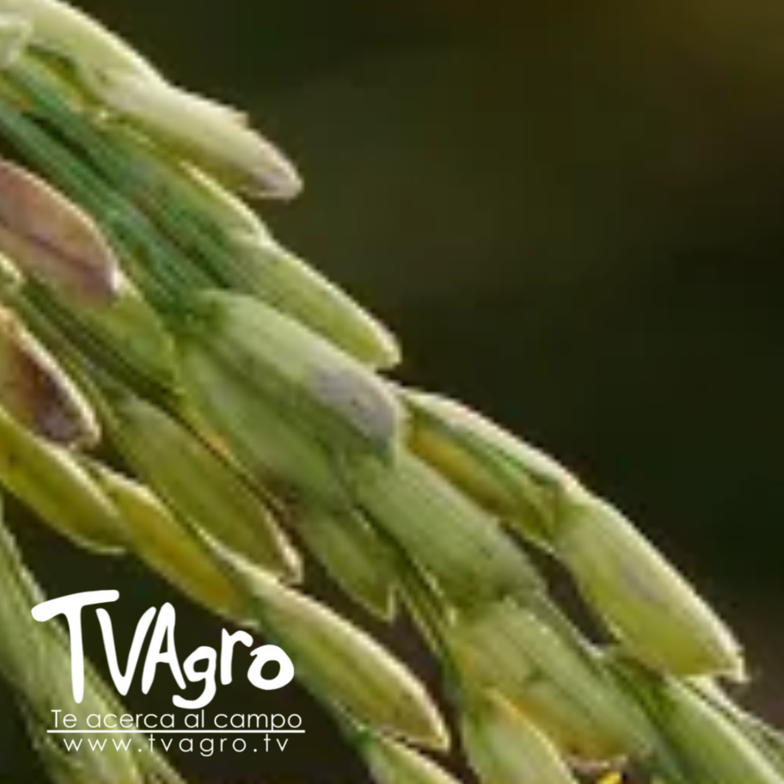 TV AGRO