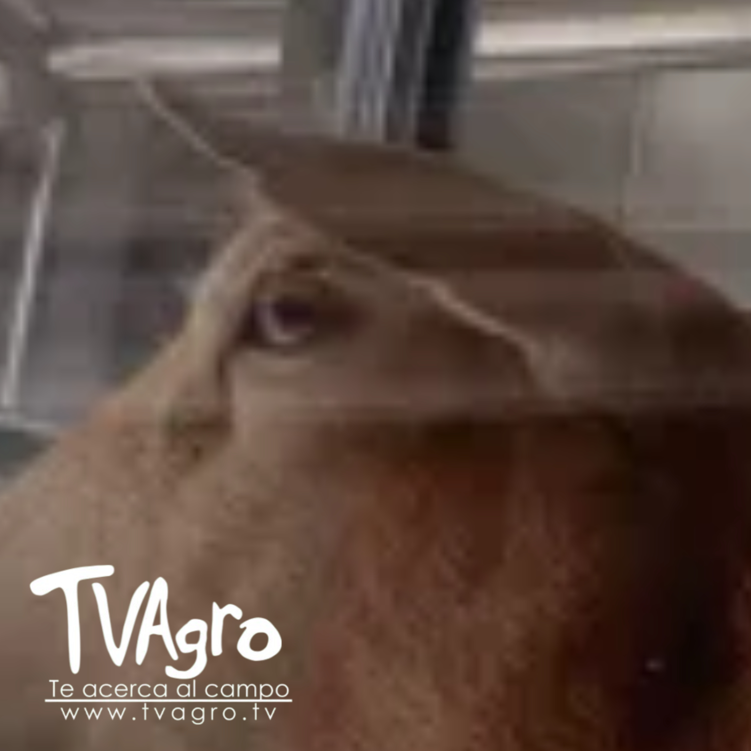 TV AGRO