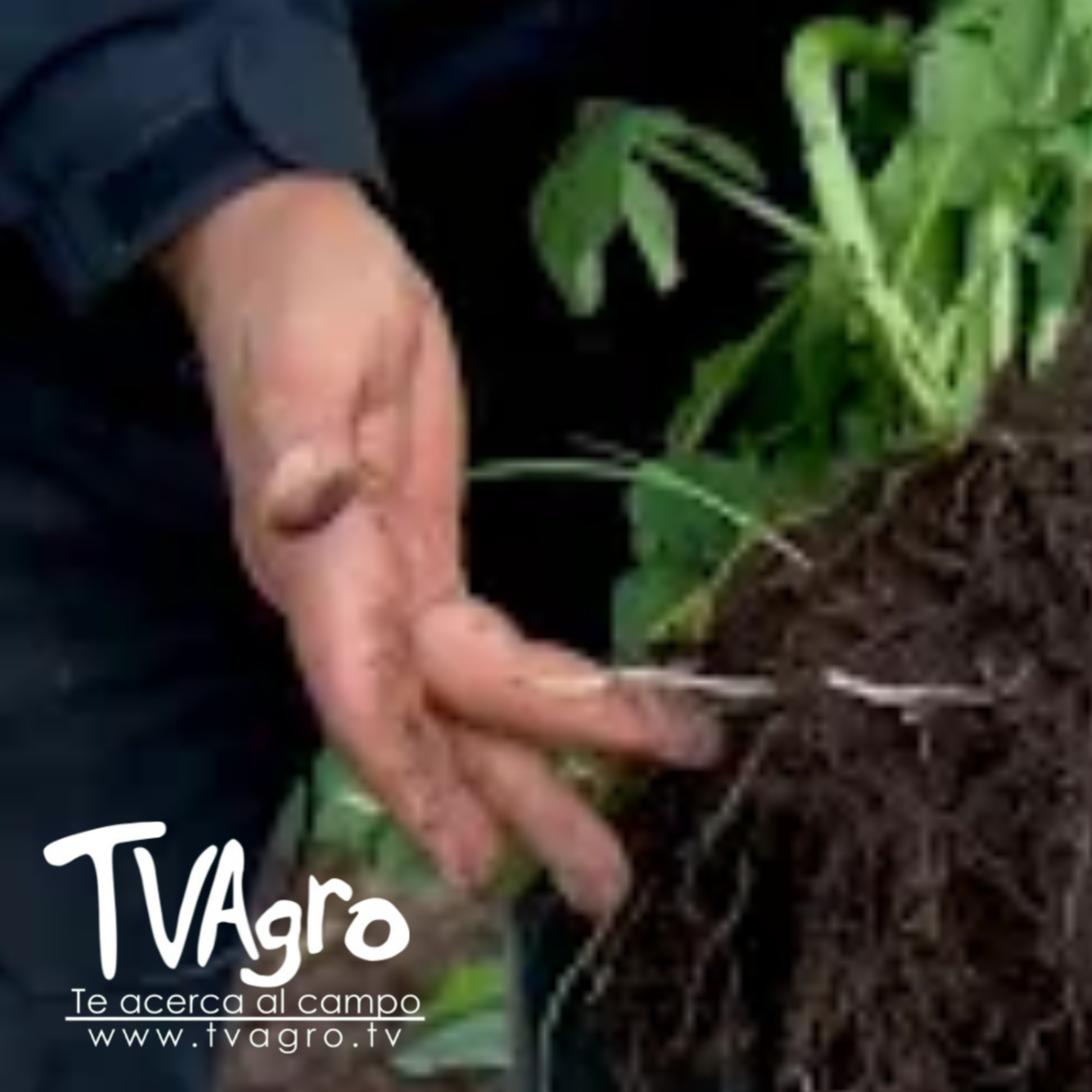 Portada de TV AGRO