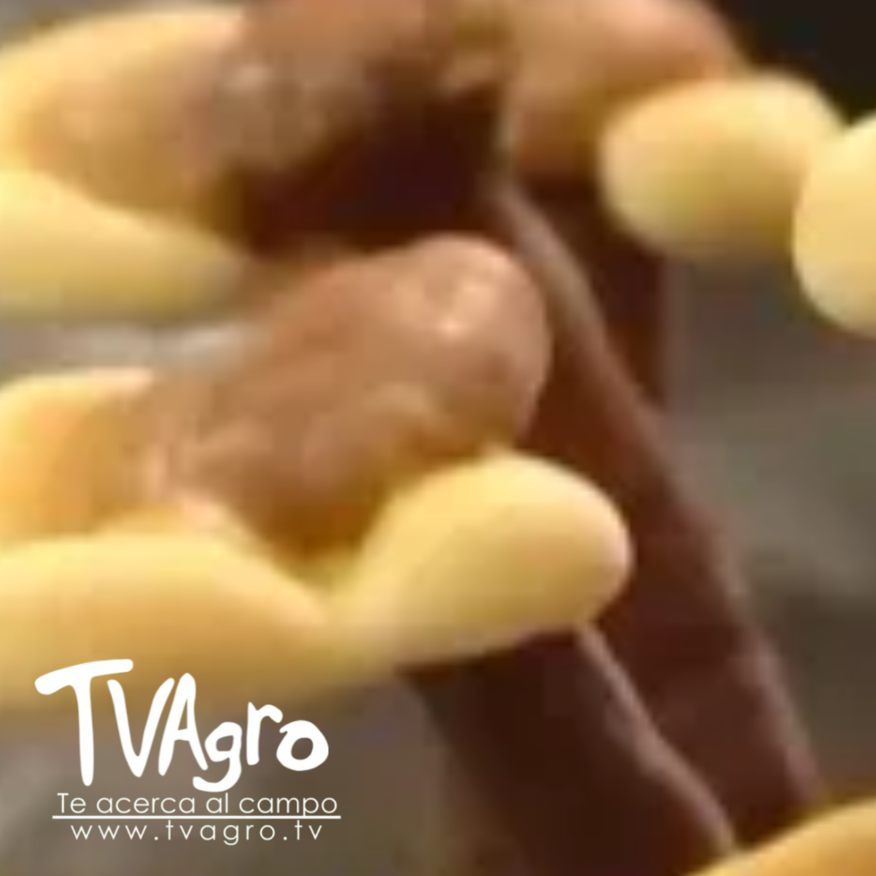 TV AGRO