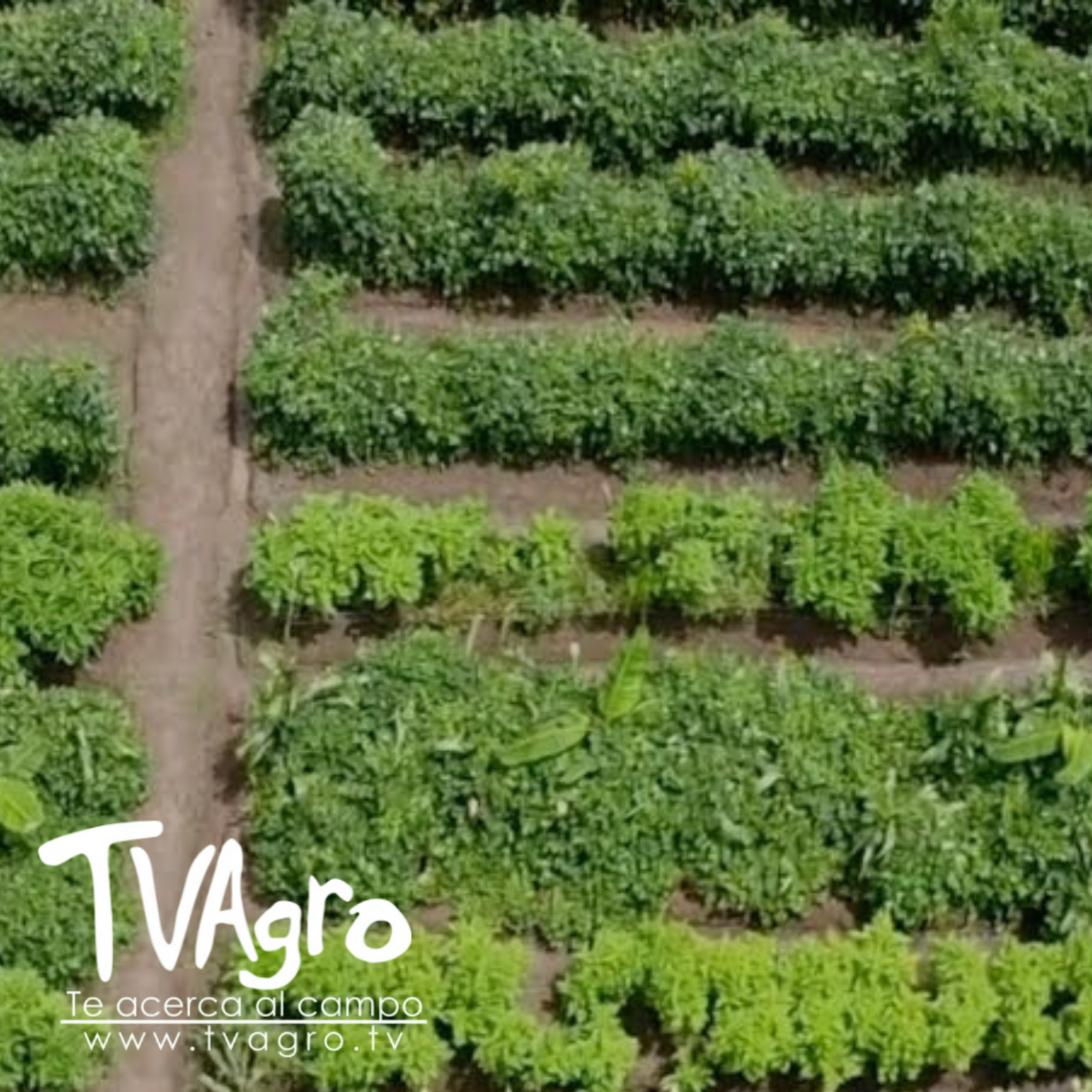 Sostenibilidad y Seguridad Alimentaria Frente a las Inundaciones - TvAgro por Juan Gonzalo Angel