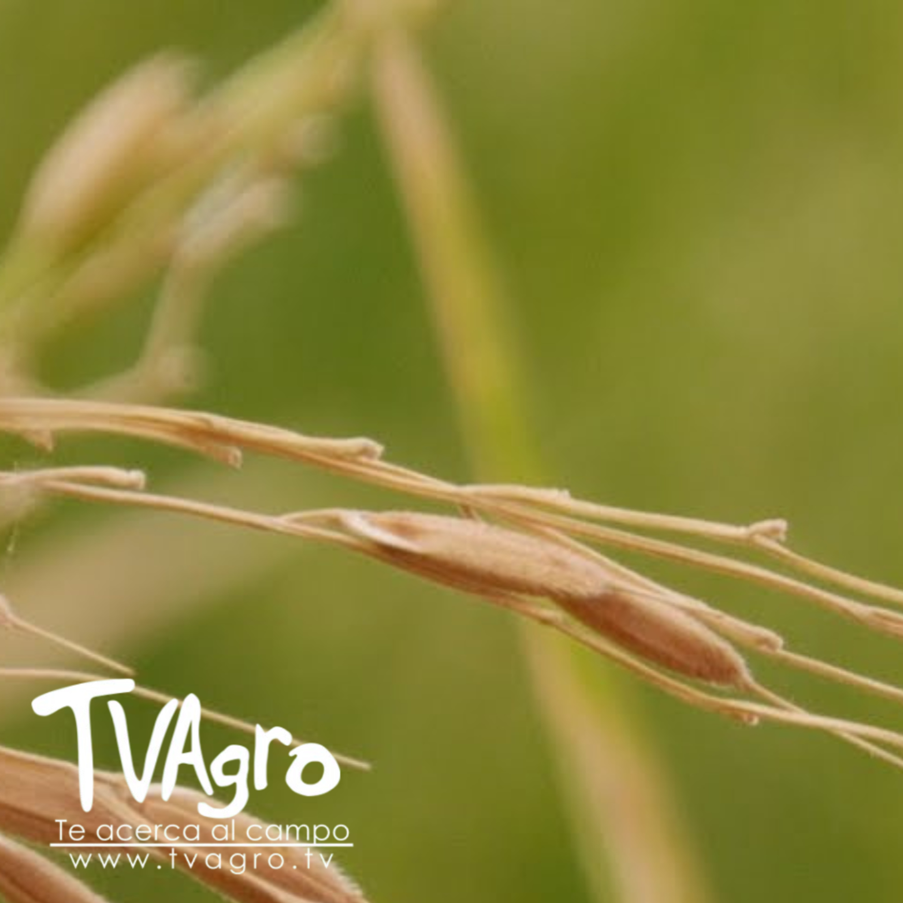 Controversia por regulación del precio del arroz. ¿Sobreoferta – TvAgro por Juan Gonzalo Angel  episode artwork