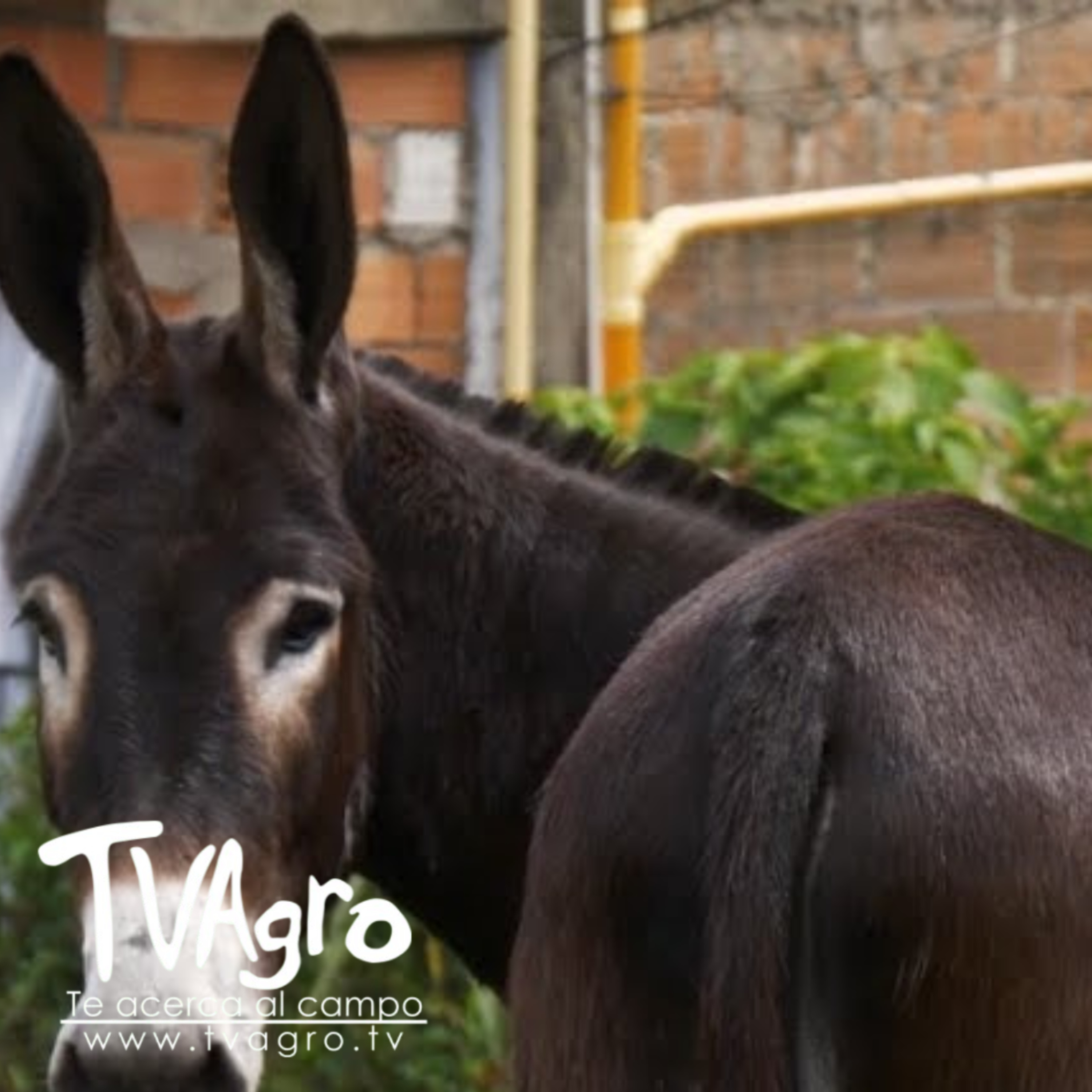 Asnoterapia Sanación, Conexión y Bienestar con Burros Terapéuticos – TvAgro por Juan Gonzalo Angel episode artwork
