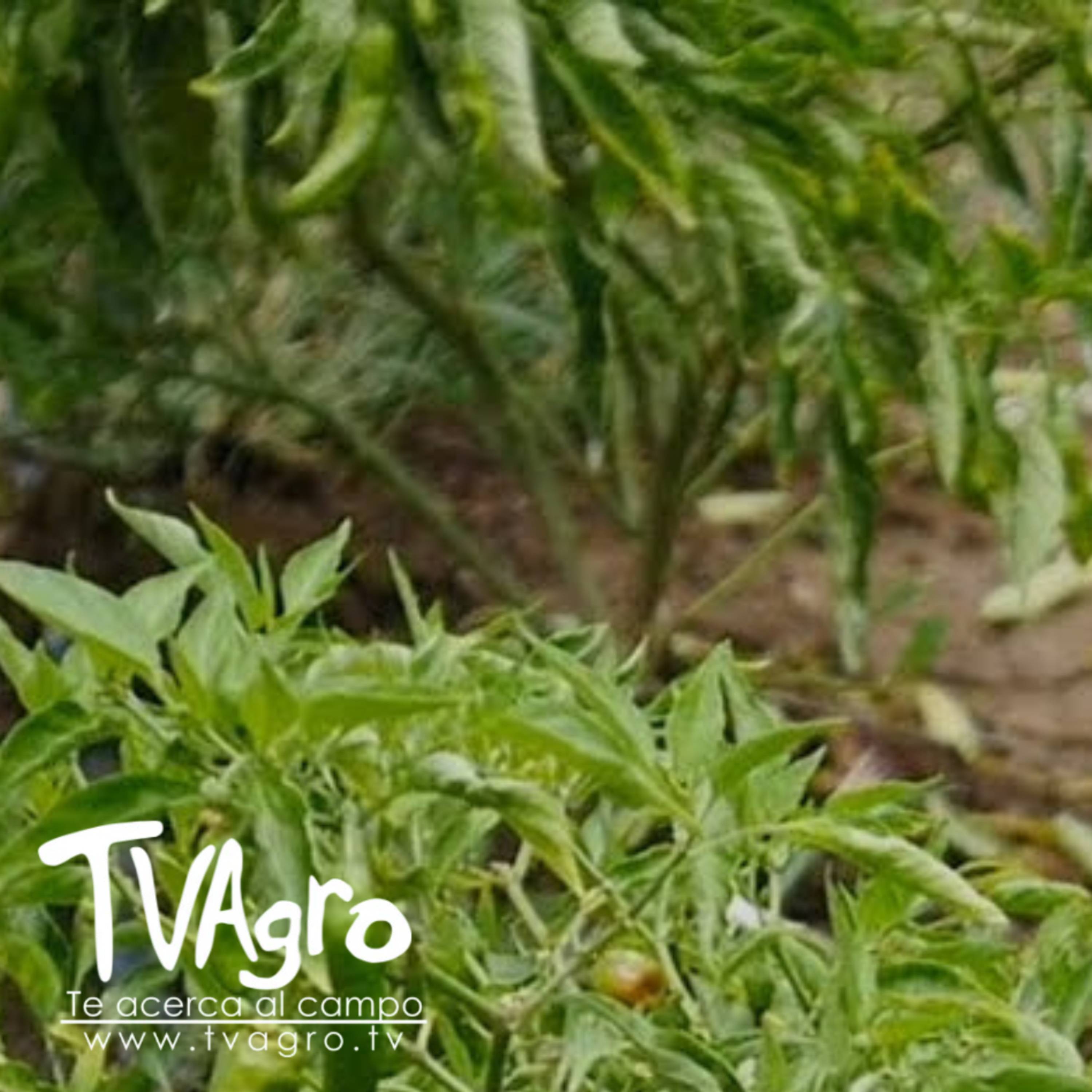 Ají como aditivo natural Innovación colombiana para pollos más sanos –TvAgro por Juan Gonzalo Angel  episode artwork