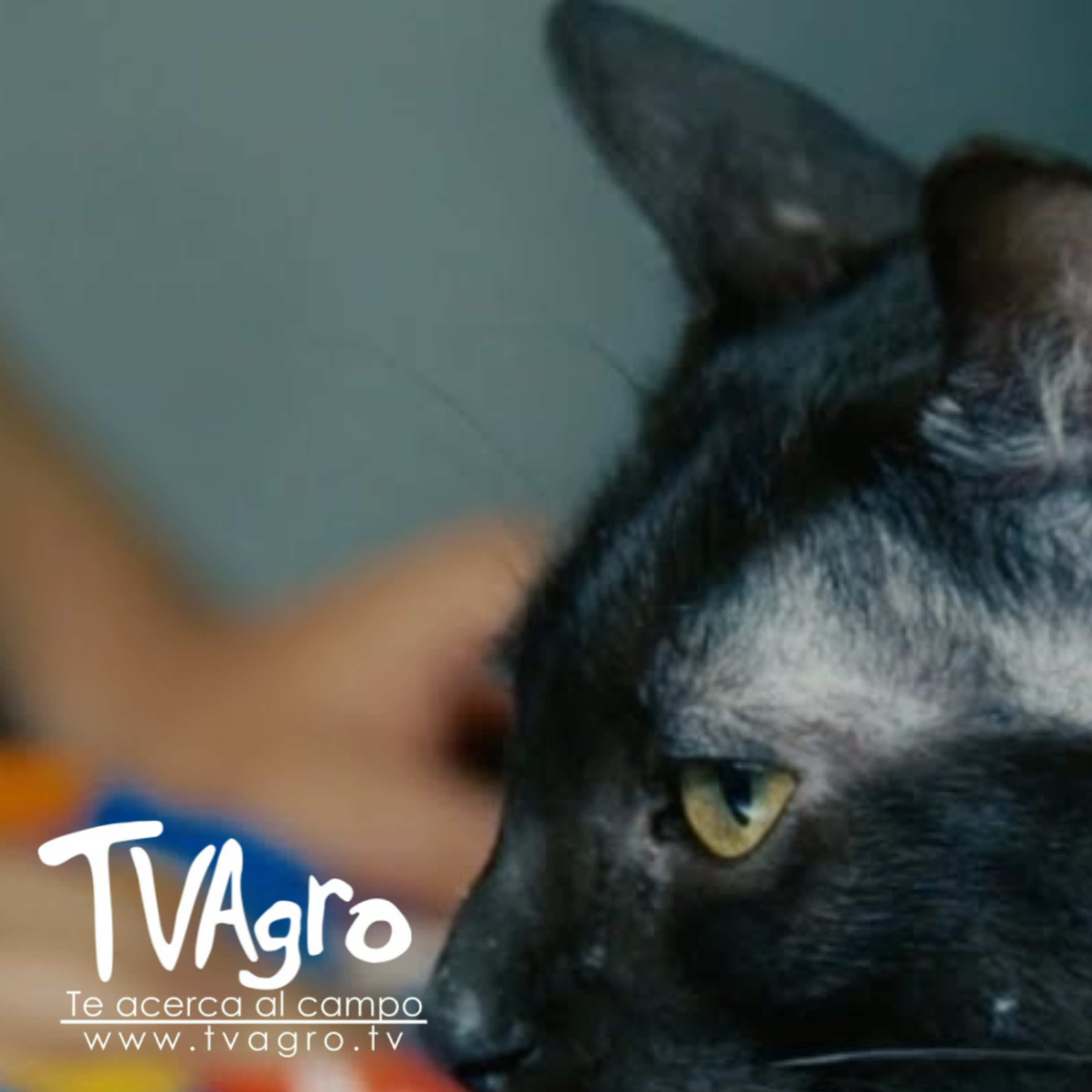  La historia de Tom Gato paralítico que conquista corazones en redes – TvAgro por Juan Gonzalo Angel  episode artwork