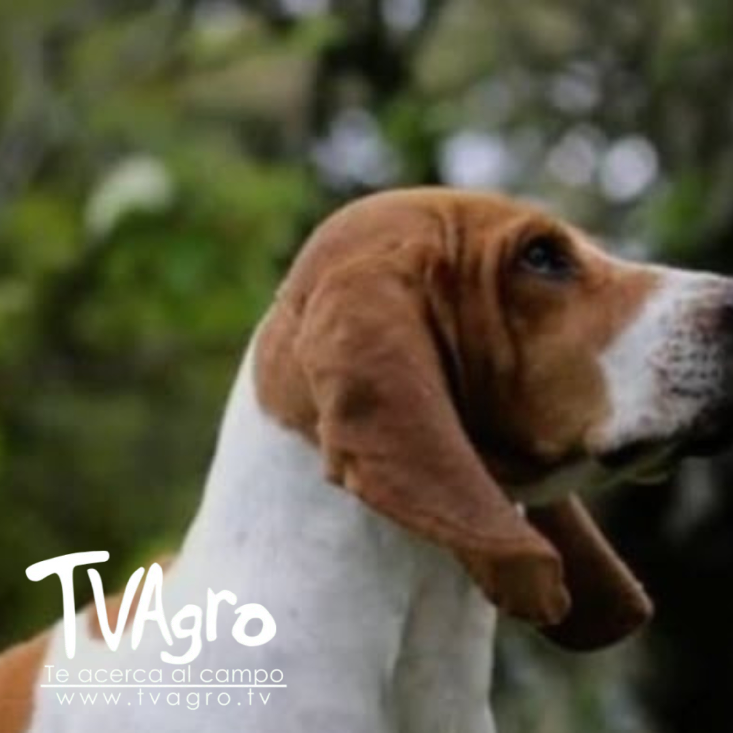 Conozca al Sabueso Fino Raza Canina Criolla Propia de Colombia - TvAgro por Juan Gonzalo Angel  episode artwork