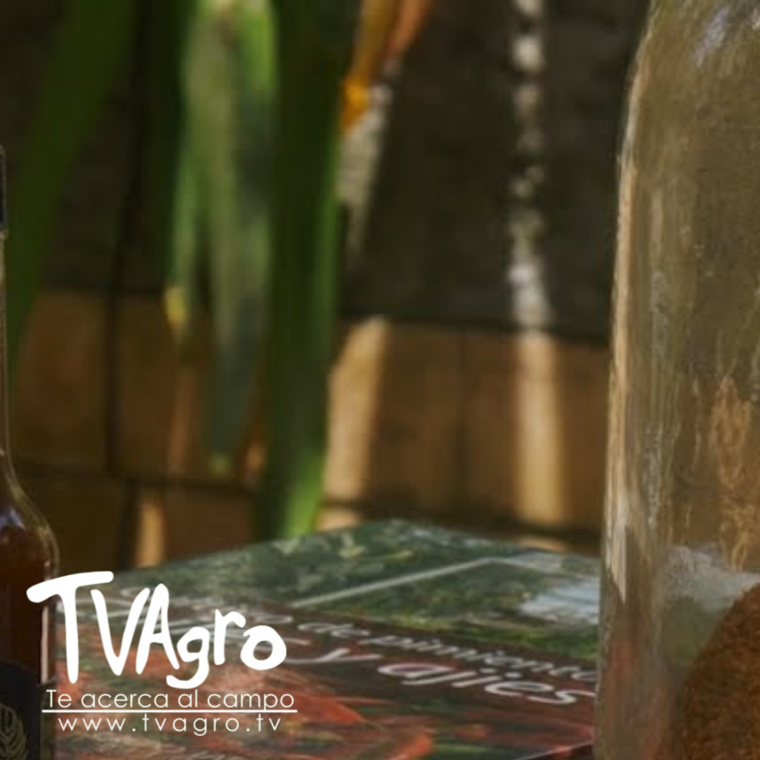  El imperio del ají Historia, cultivo, usos, variedades y beneficios - TvAgro por Juan Gonzalo Angel  episode artwork