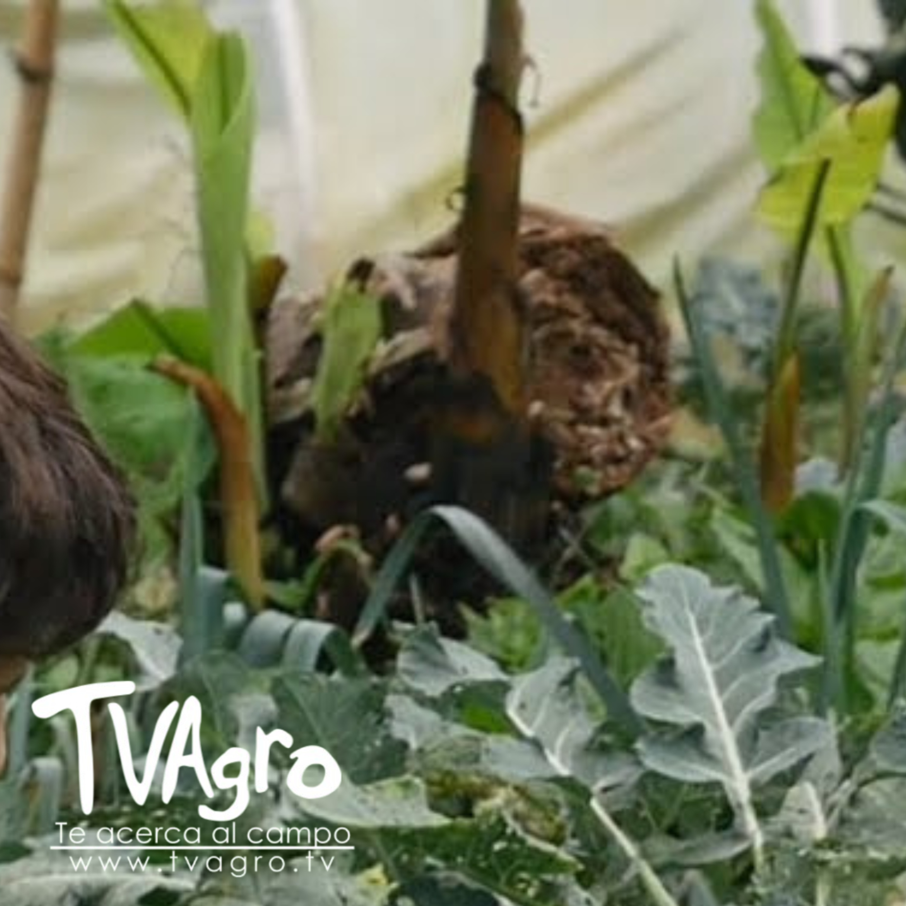 Agricultura familiar Clave para la seguridad alimentaria en Colombia –TvAgro por Juan Gonzalo Angel  episode artwork