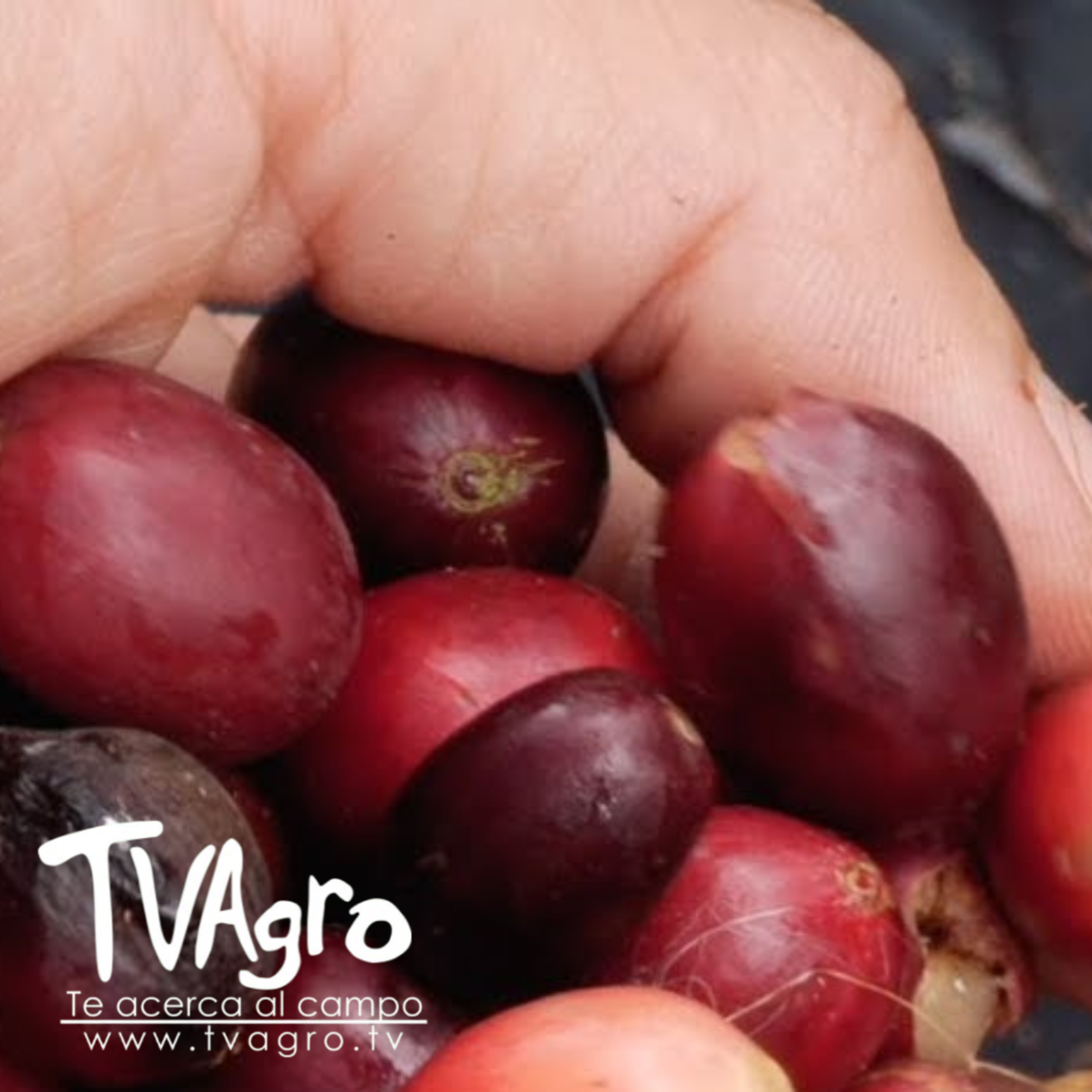  Producción Récord de Café en Julio 2025 Cifras Históricas - TvAgro por Juan Gonzalo Angel episode artwork