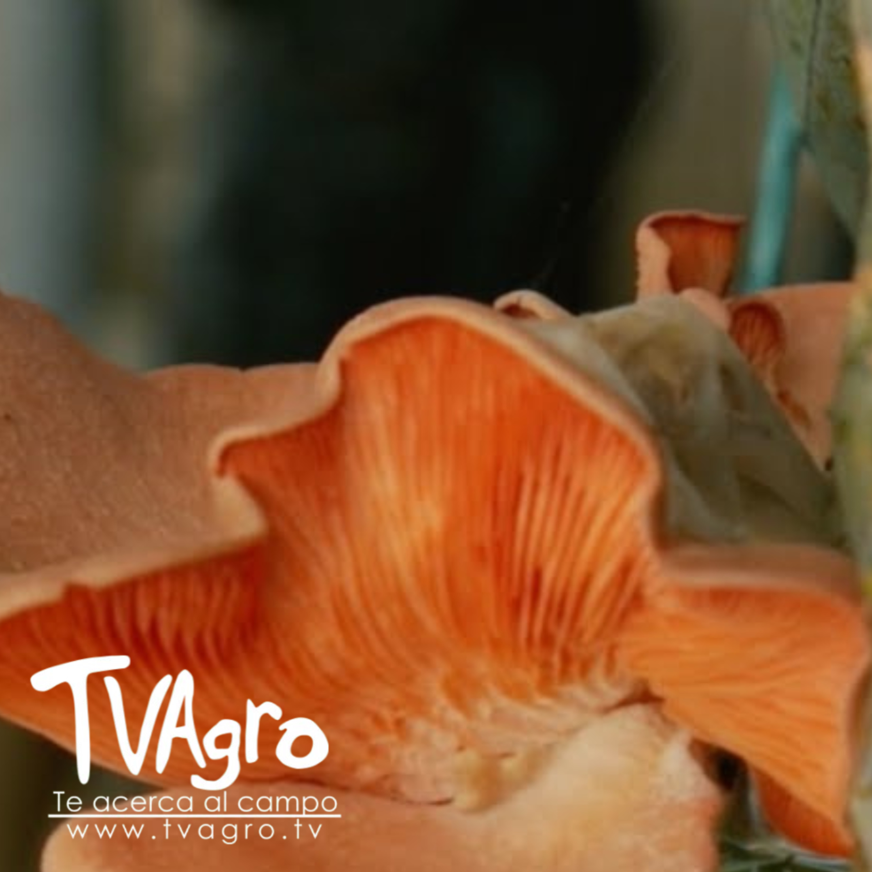 Cómo Cultivar Orellanas con Semillas Certificadas y de Calidad - TvAgro por Juan Gonzalo Angel episode artwork