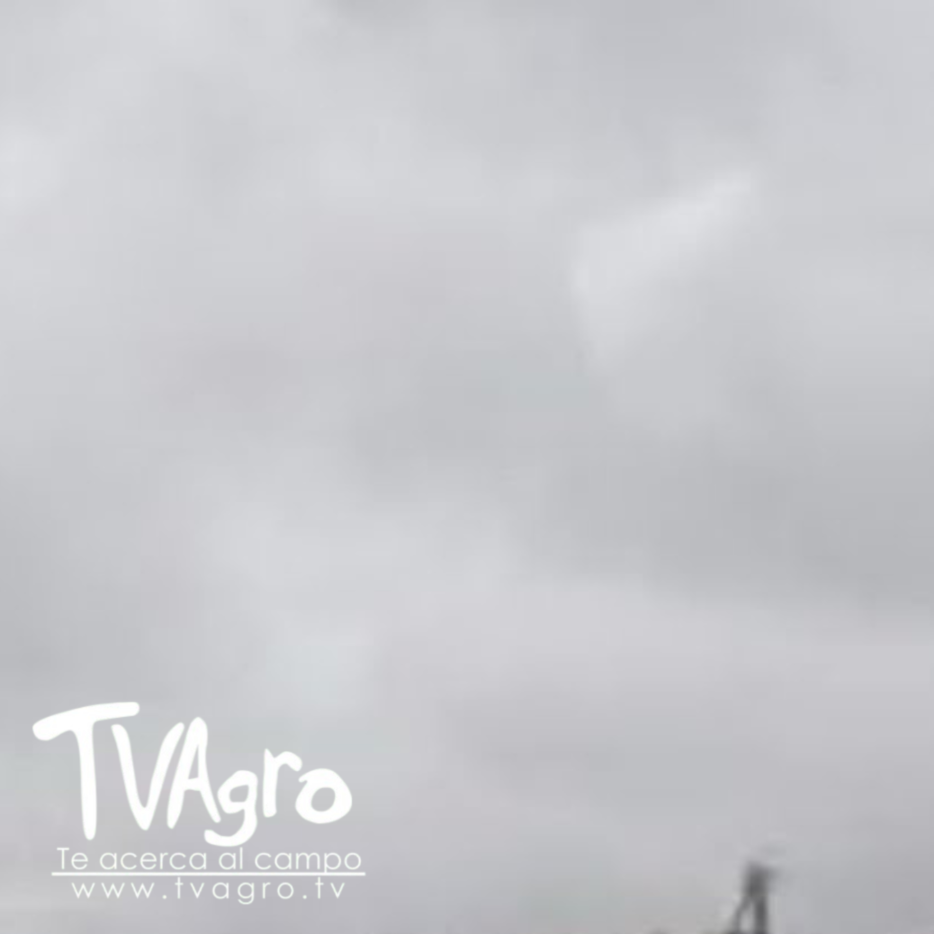  Productores de Arroz en Casanare Sin Salida Molineros Rechazan la Cosecha - TvAgro por Juan Gonzalo episode artwork