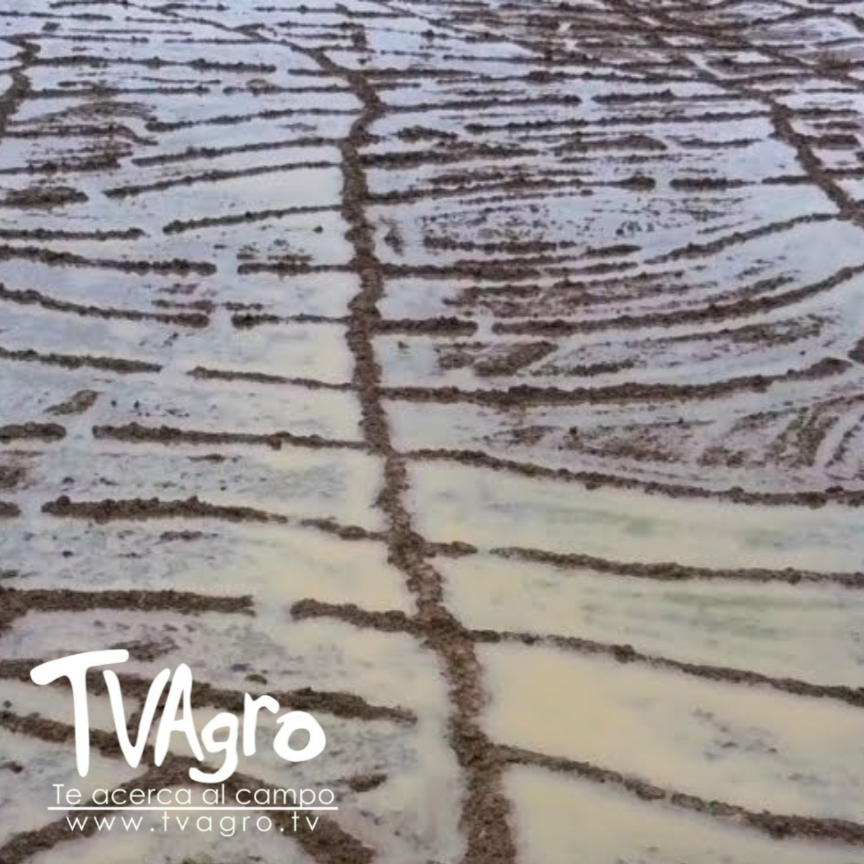 Arroz en piscina y caballoneo Técnicas de producción y rendimiento - TvAgro por Juan Gonzalo Angel episode artwork
