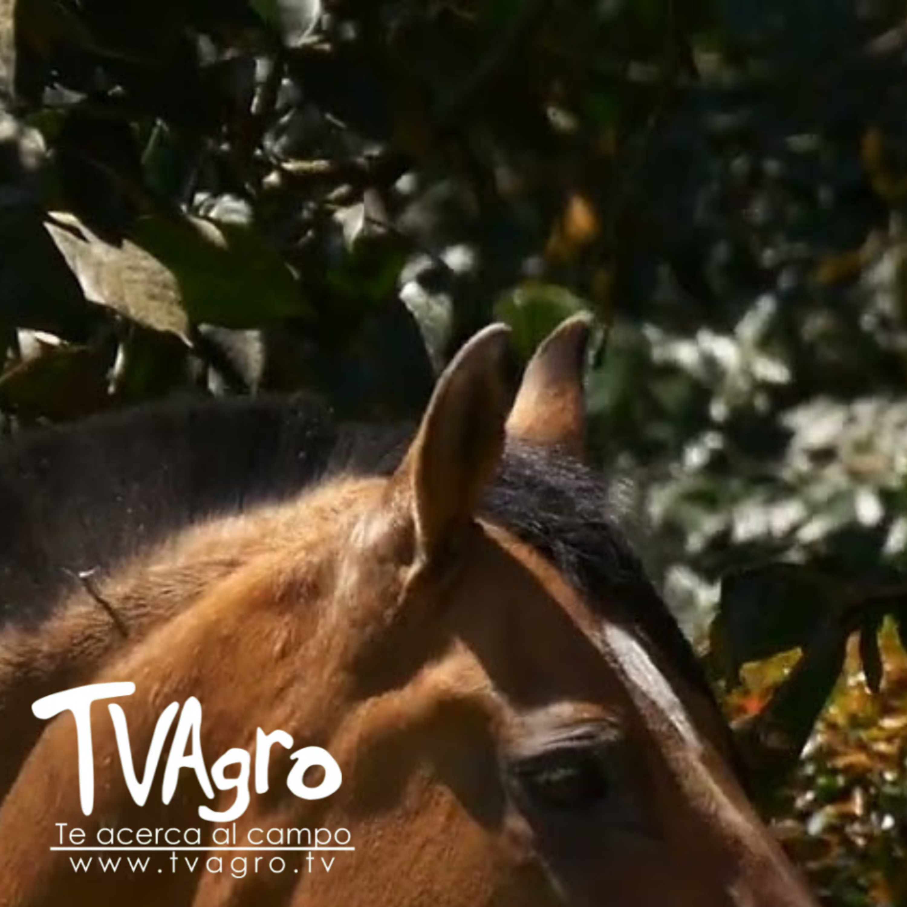 Comportamientos específicos en los equinos - TvAgro por Juan Gonzalo Angel  episode artwork