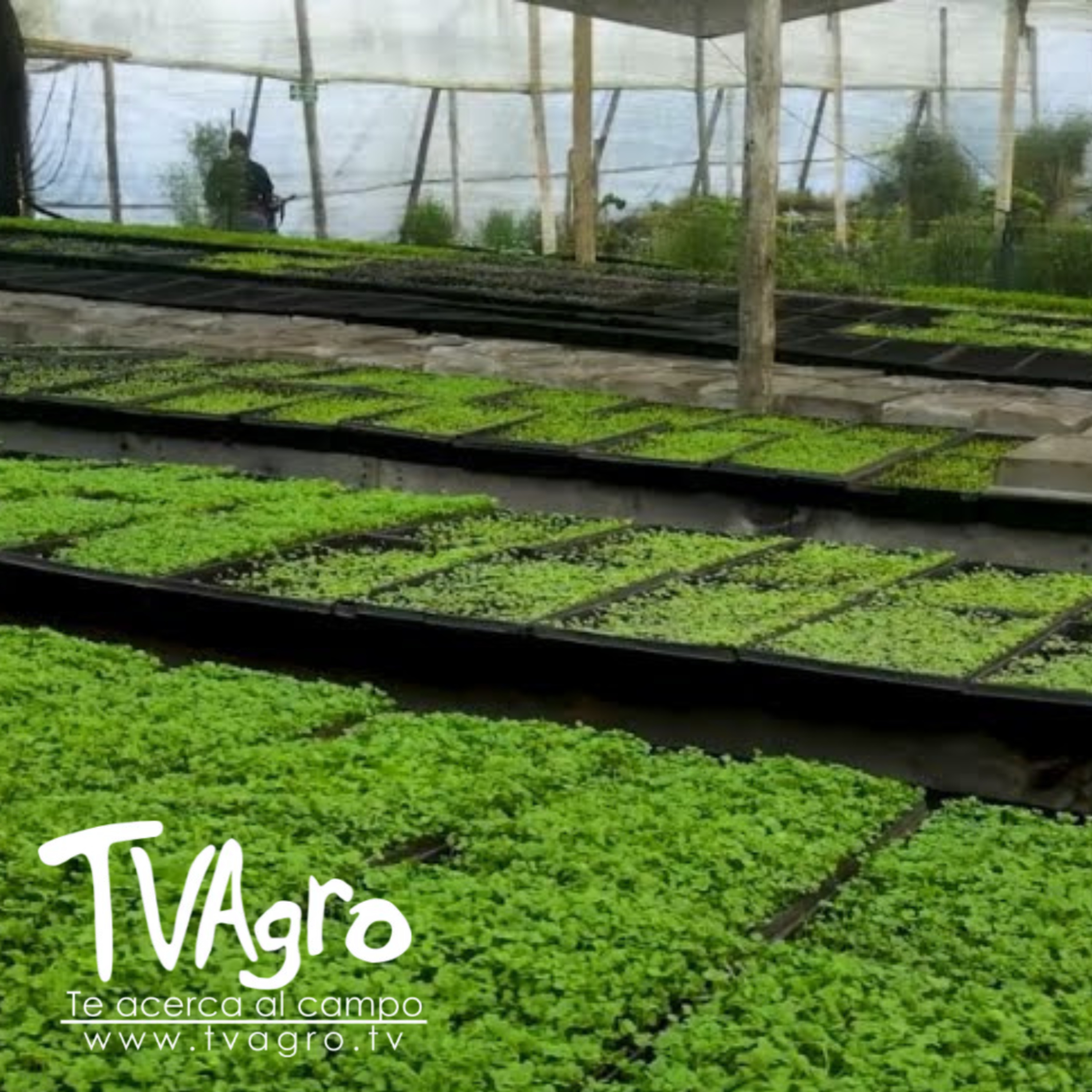 Germinados con proposito Nutrición y buen manejo - TvAgro por Juan Gonzalo Angel