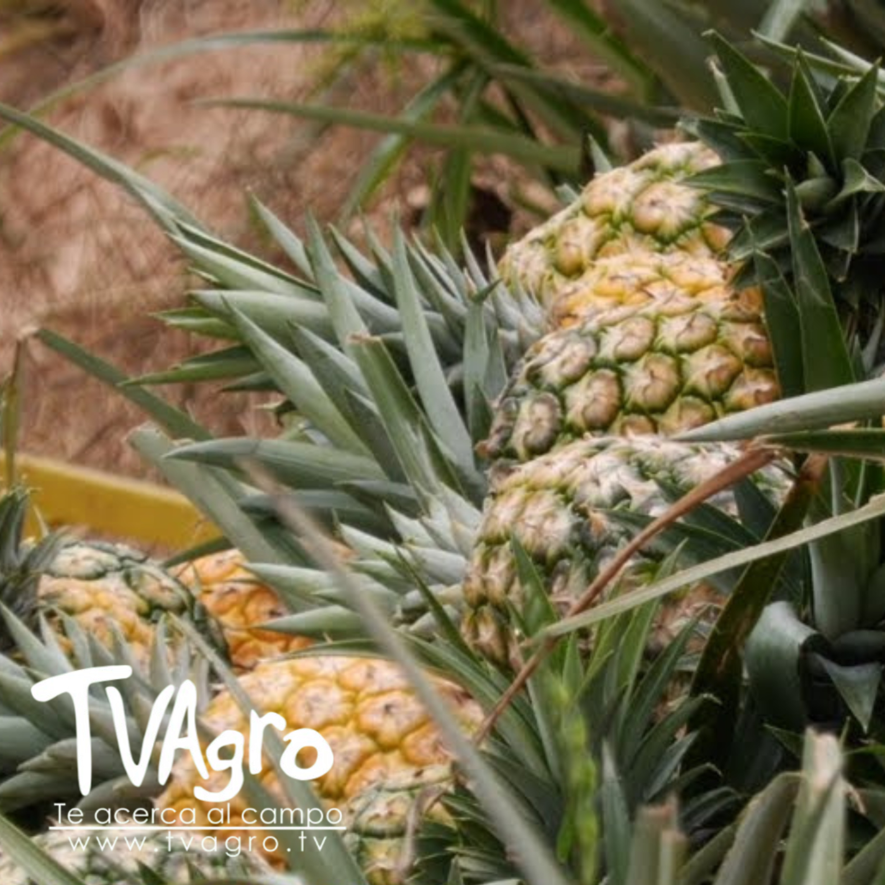 Todo lo que debe saber del cultivo de piña en Santander Colombia - TvAgro por Juan Gonzalo Angel