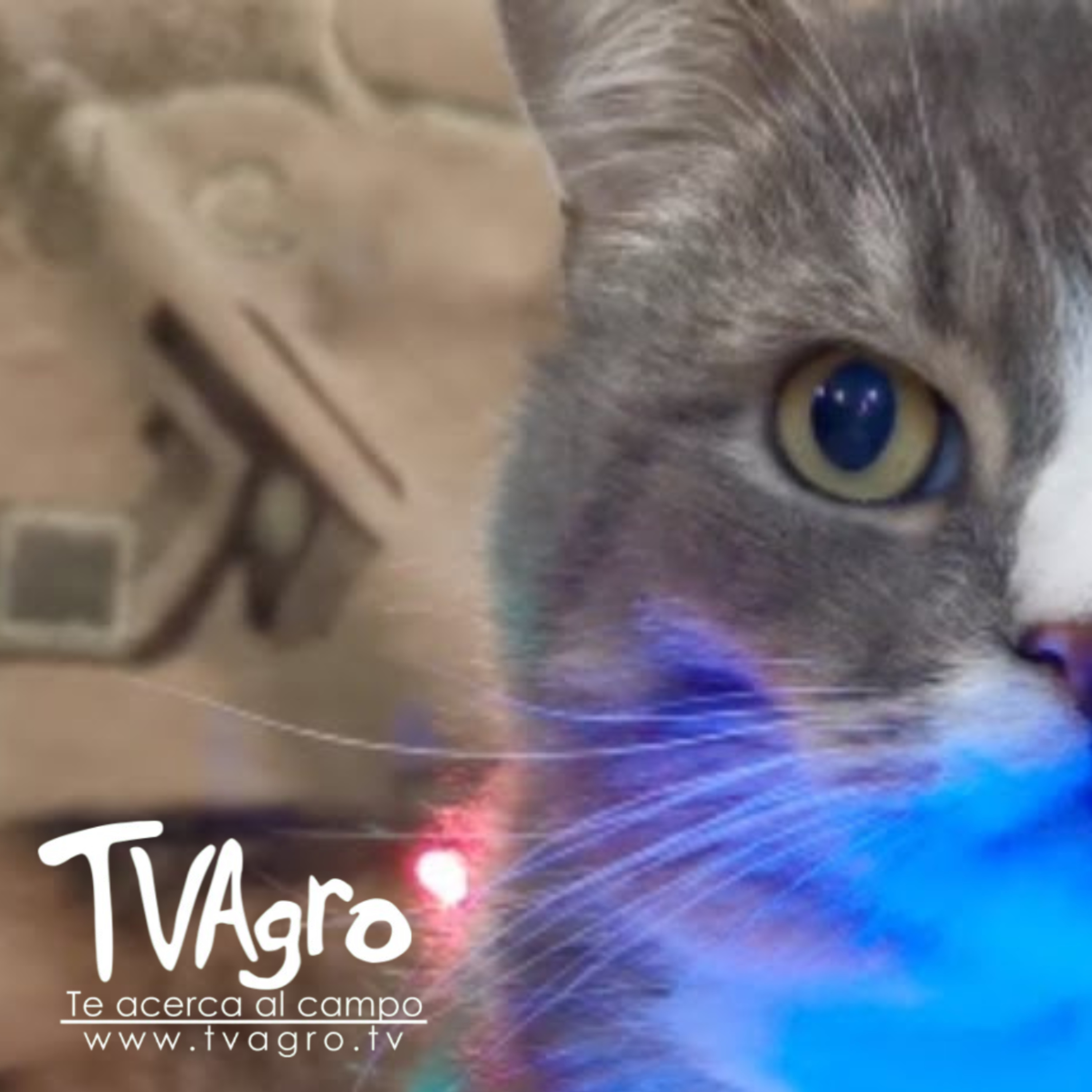 Efectos de la pólvora en animales domésticos y silvestres - TvAgro por Juan Gonzalo Angel
