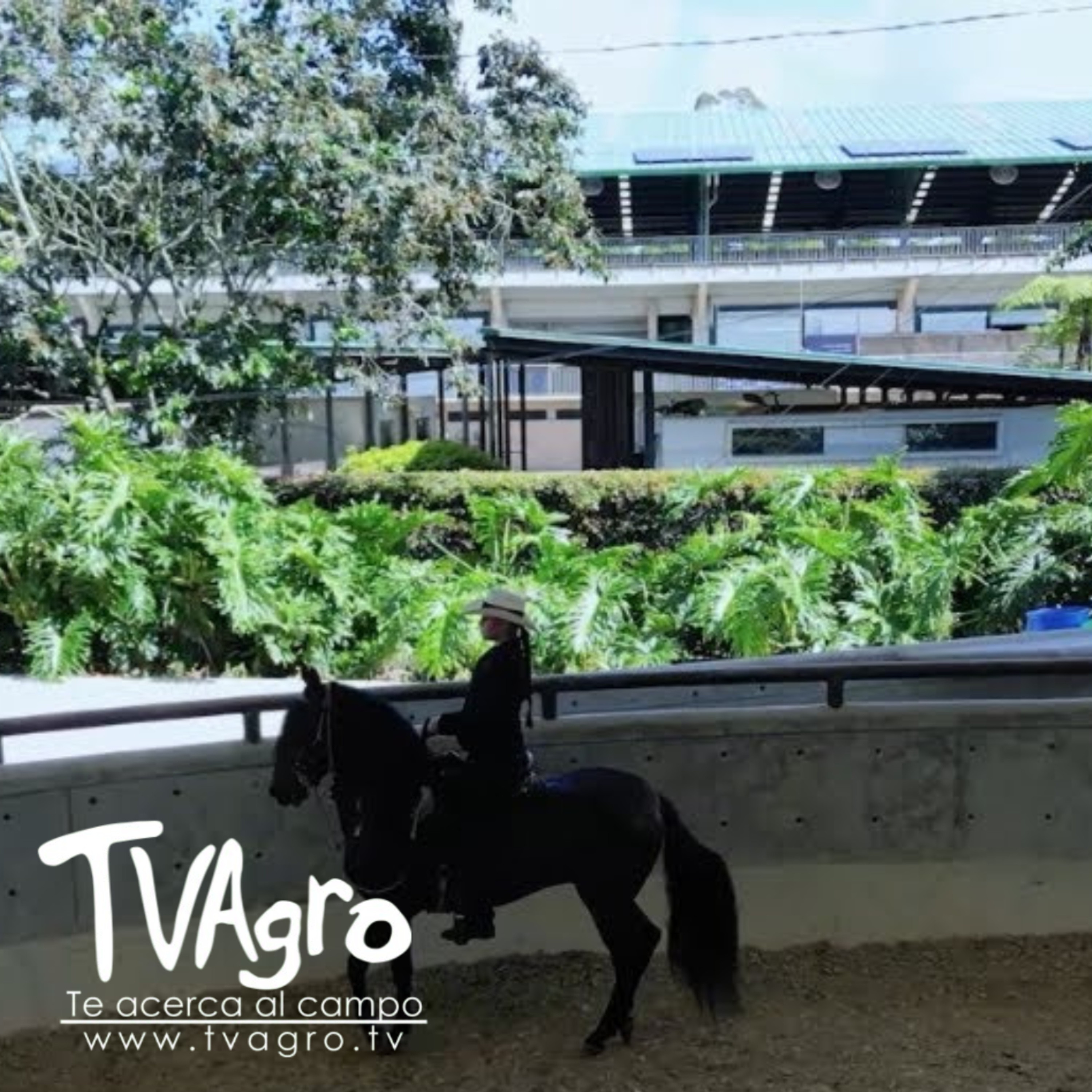 Chalanería El Arte del buen montador un caballo de Paso - TvAgro por Juan Gonzalo Angel